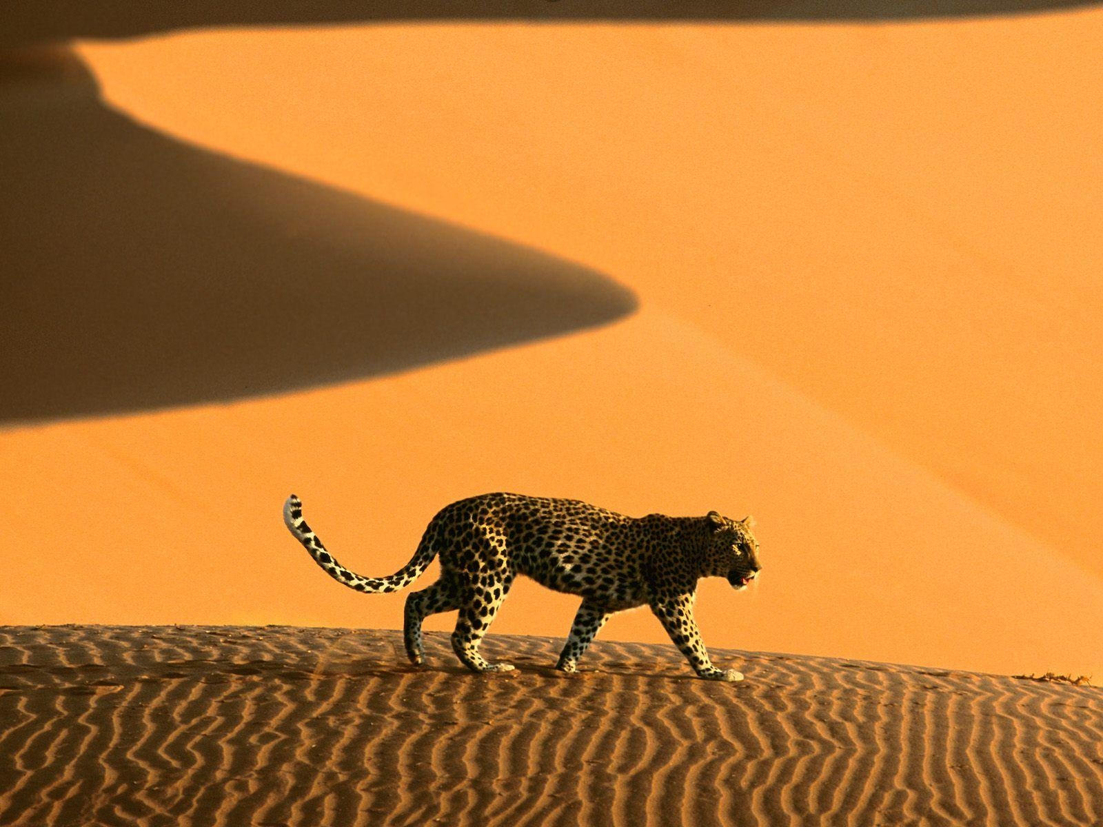 1600x1200 Desert Passage Sossusvlei Park Namibia Africa. HD Animals and Birds, Desktop