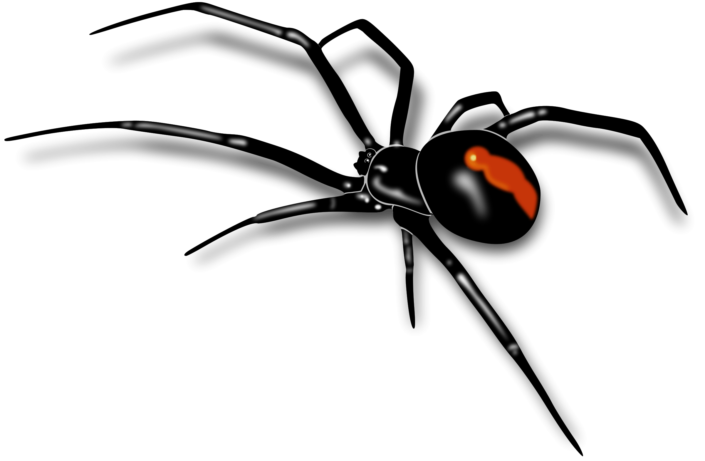 2400x1570 Spider Image (24), Desktop