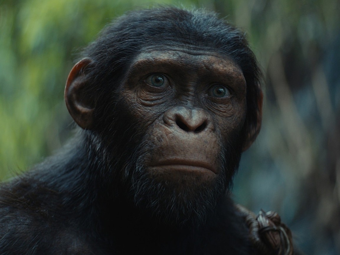 1160x870 Kingdom of the Planet of the Apes Picture, Desktop