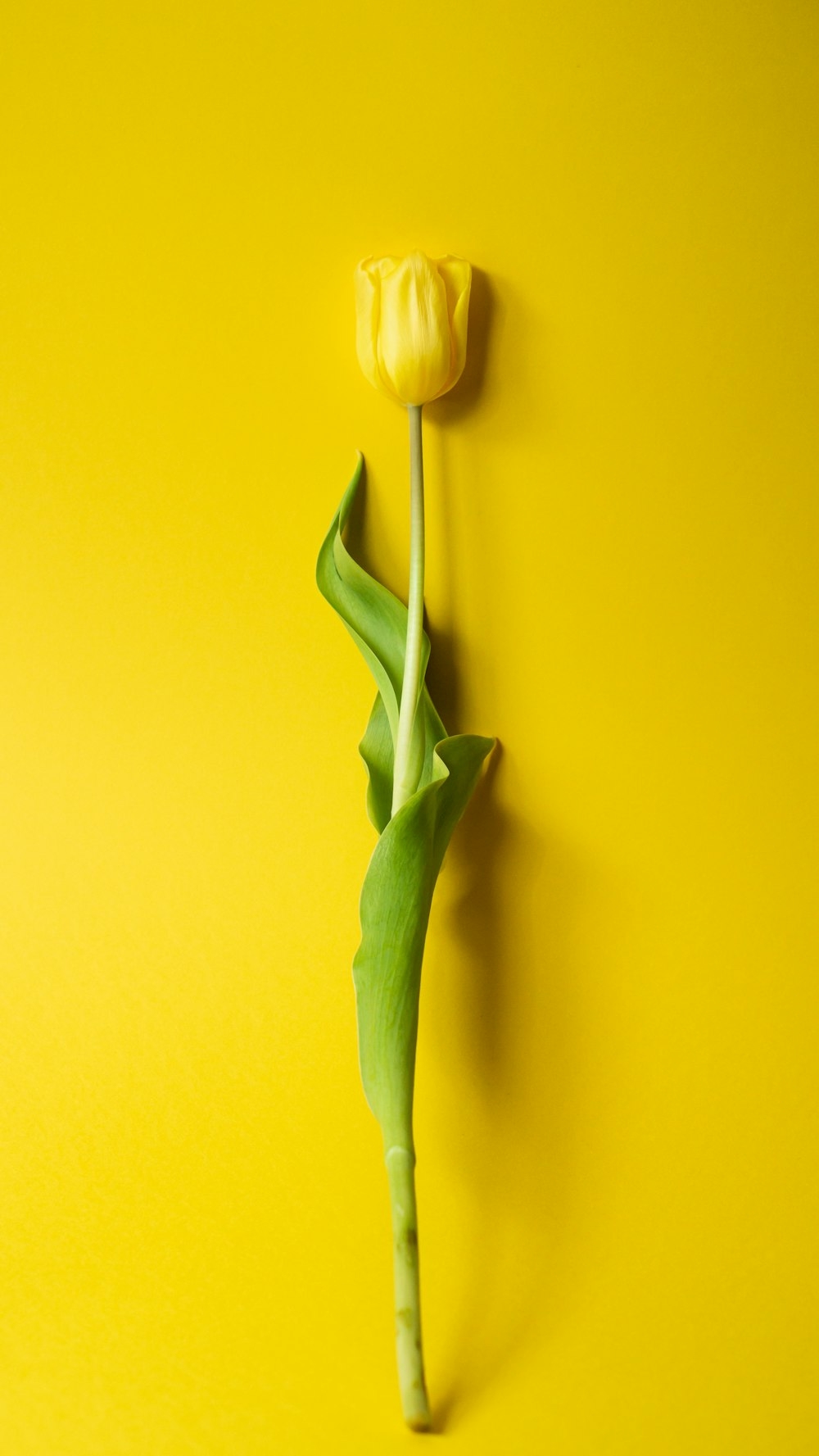 1000x1780 Yellow Tulip Picture. Download, Phone