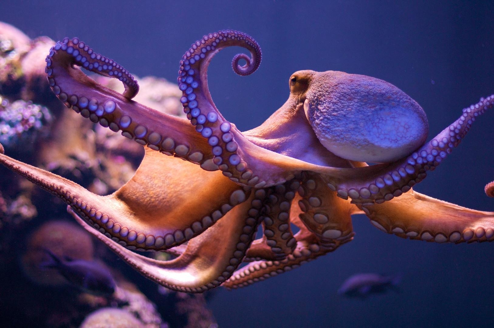 1630x1080 Marine Animal Octopus (id: 17198). WallPho, Desktop