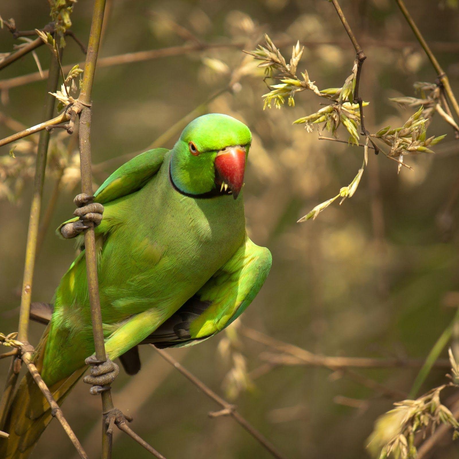 1600x1600 Cute Green Parrot Image New Full HD Picture Photohoots, Phone