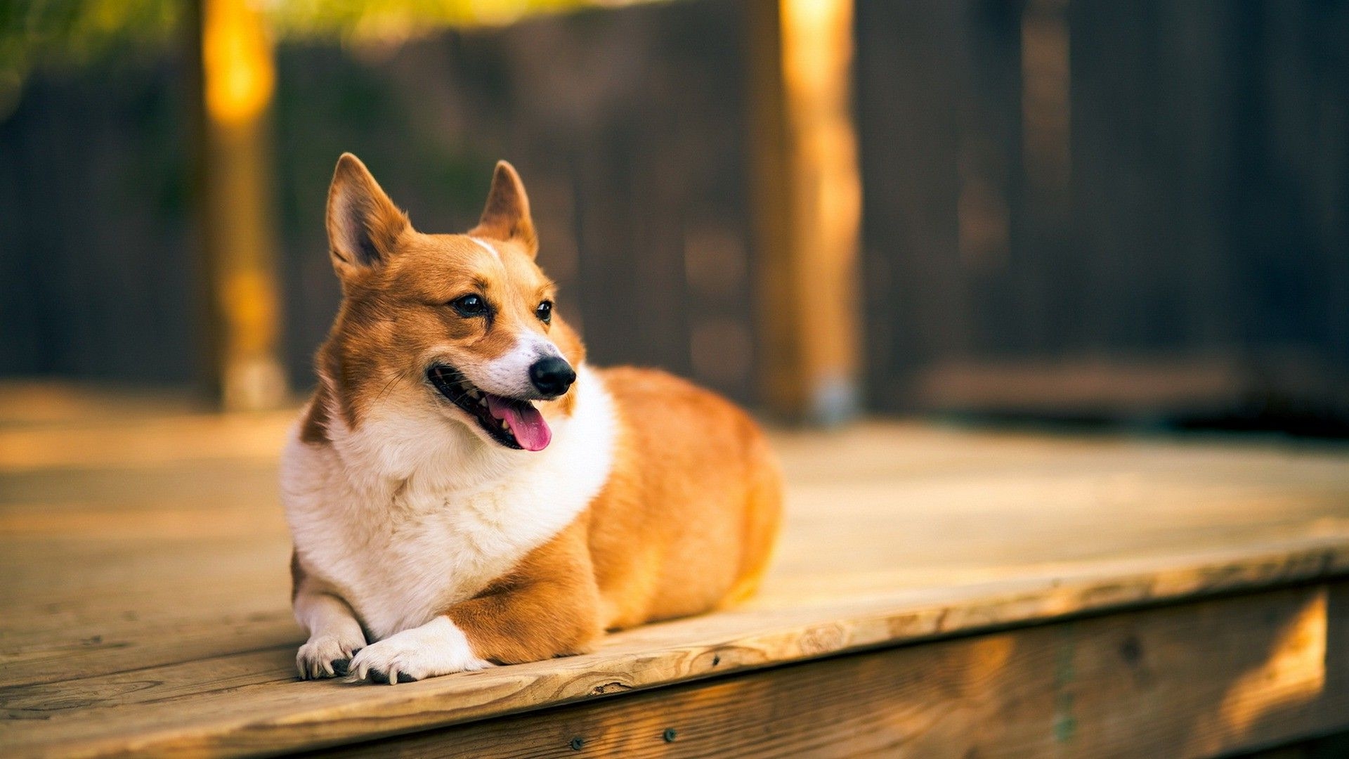 1920x1080 Corgi, Dog, Animals, Wooden Surface Wallpaper HD / Wallpaper HD Corgi, Desktop
