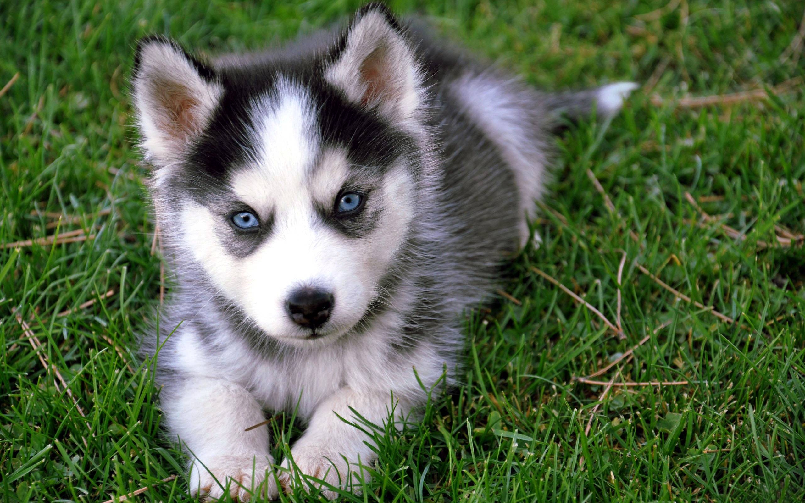 2560x1600 Husky Wallpaper Full HD, Desktop