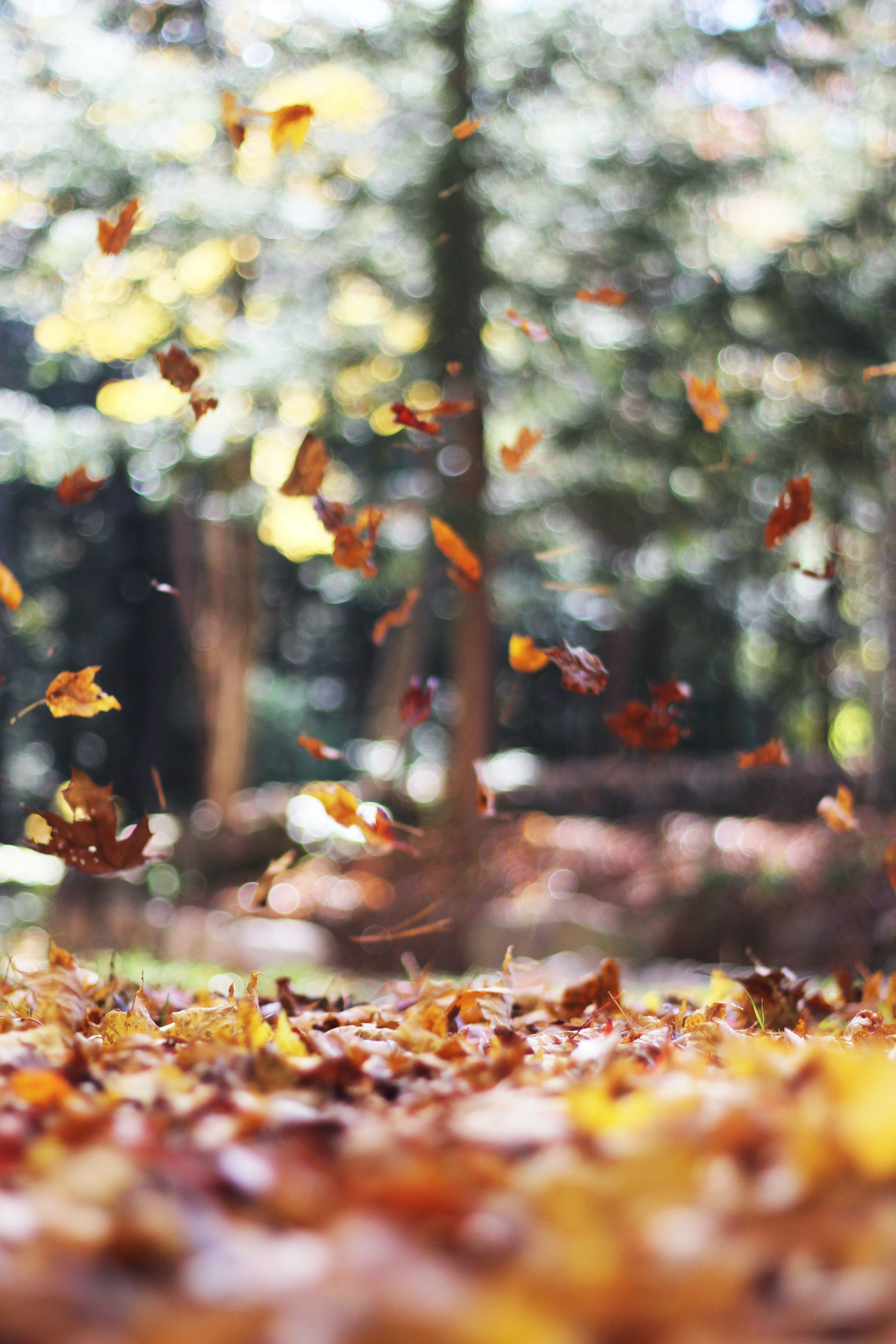 3460x5190 Autumn Wallpaper: Free HD Download [HQ], Phone