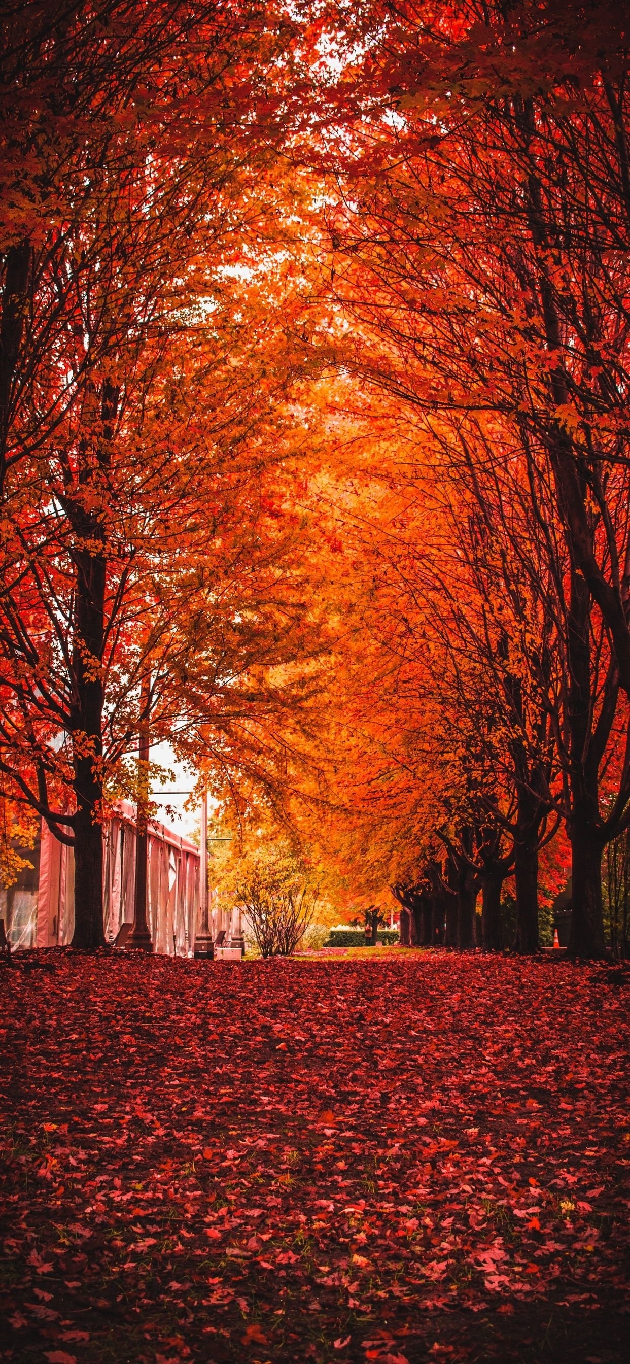 1250x2690 iPhone Xr Wallpaper Autumn, Phone