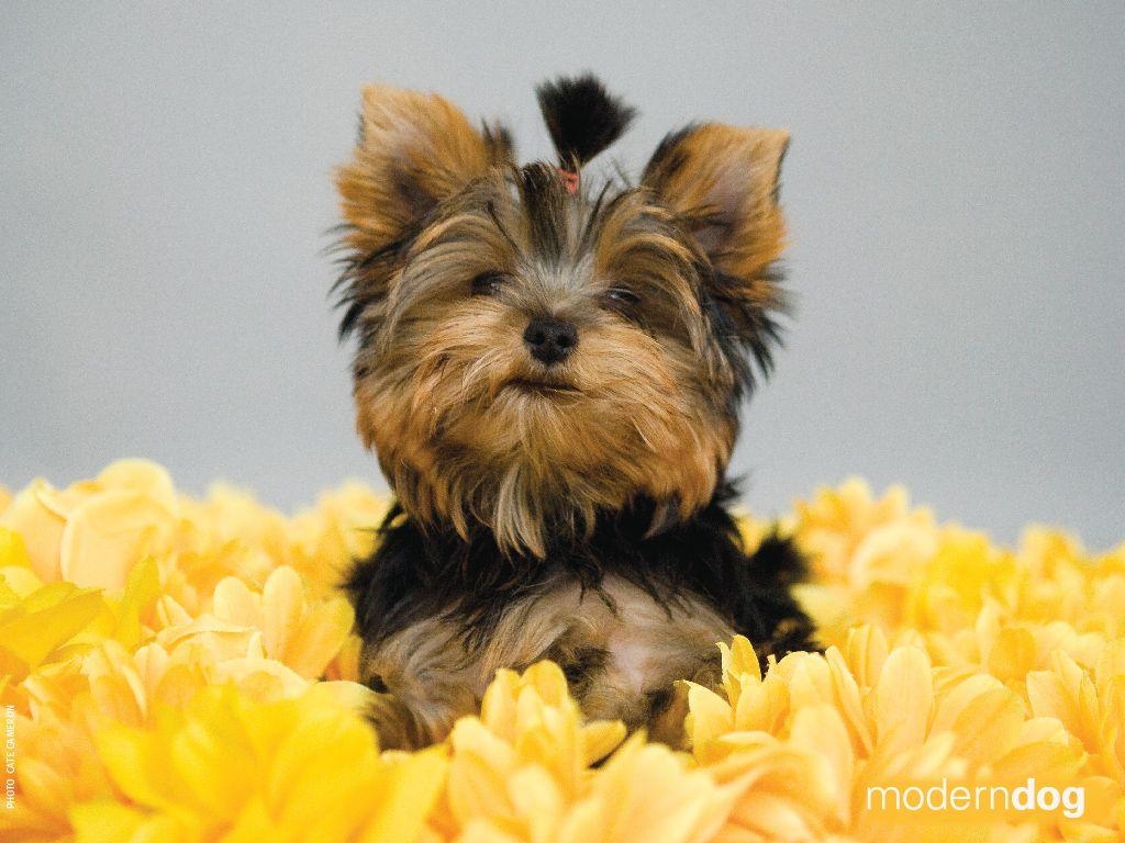 1030x770 Puppies! Free Modern Dog Wallpaper. Modern Dog magazine, Desktop