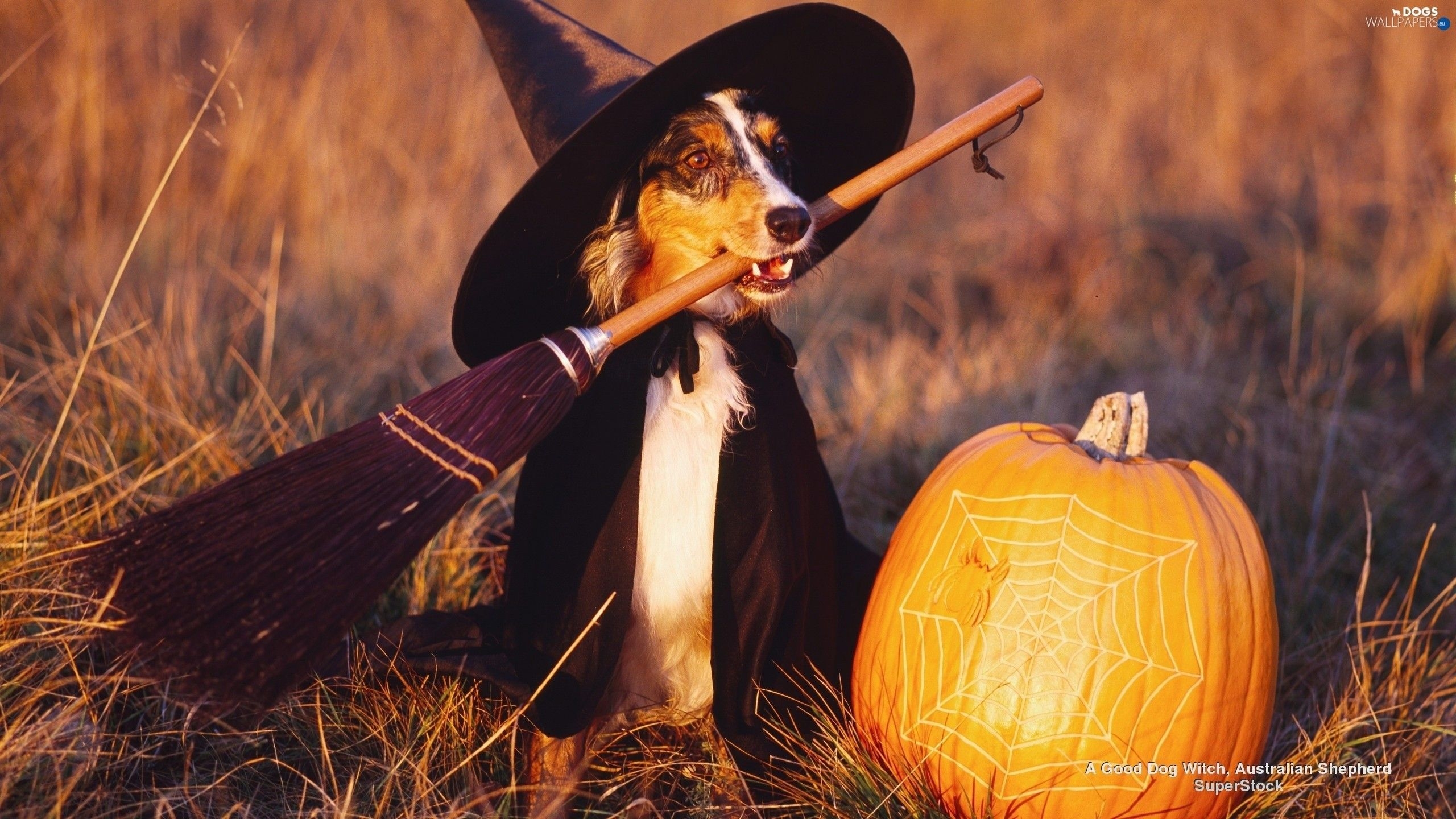 2560x1440 Res: 2560x halloween dog wallpaper halloween witch dog. Halloween animals, Australian shepherd, Dog halloween, Desktop