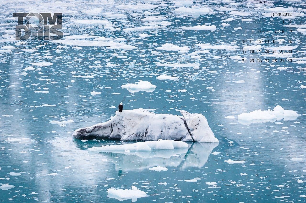 1280x860 Eagle on Iceberg, Glacier Bay National Park & Preserve in Alaska, Desktop
