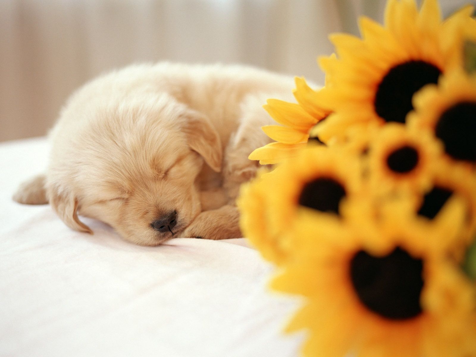 1600x1200 Puppies Wallpaper: So cute. Puppy wallpaper, Cute dog wallpaper, Puppy background, Desktop