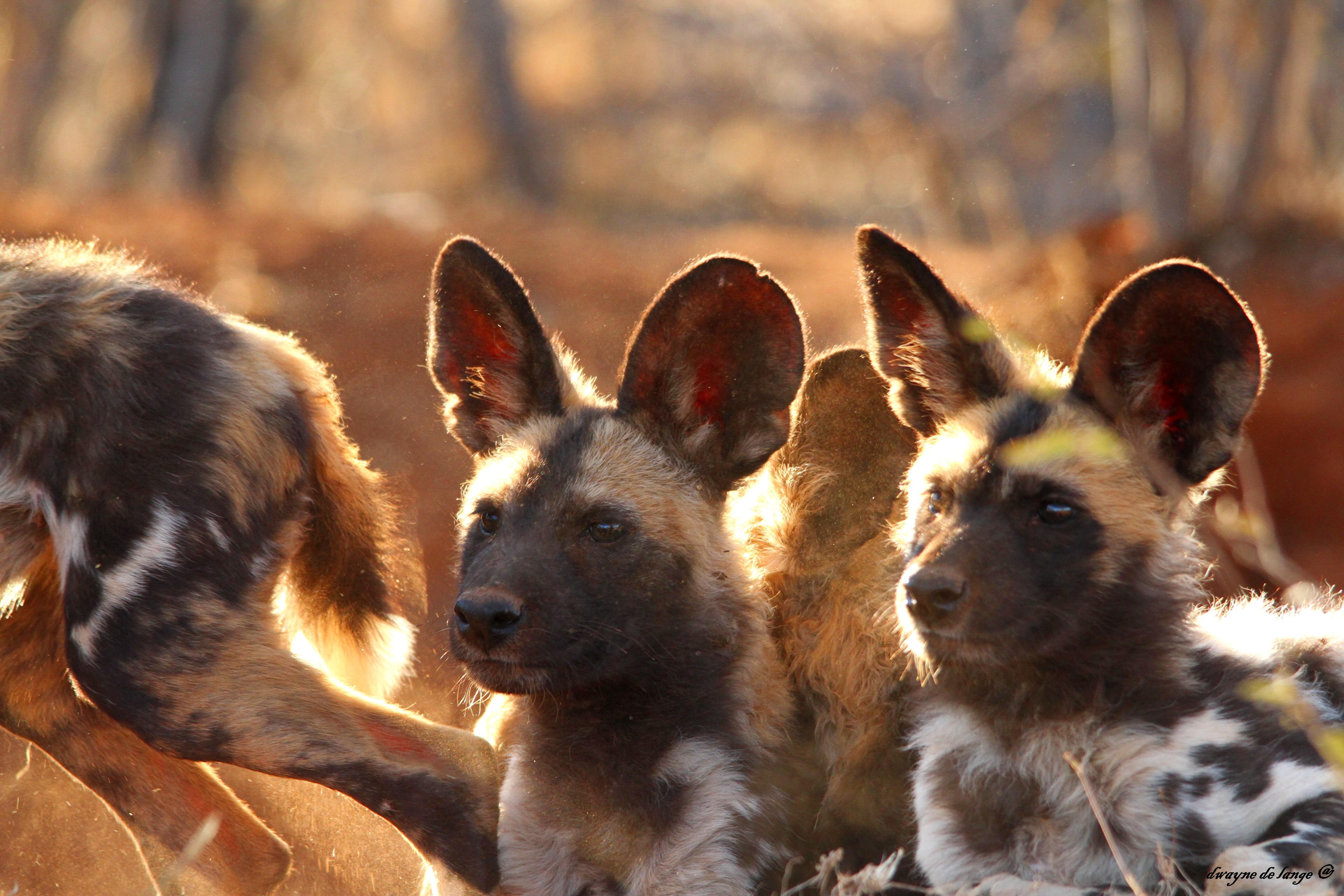 5190x3460 Free download African Wild Dog Pups Wallpaper, Desktop