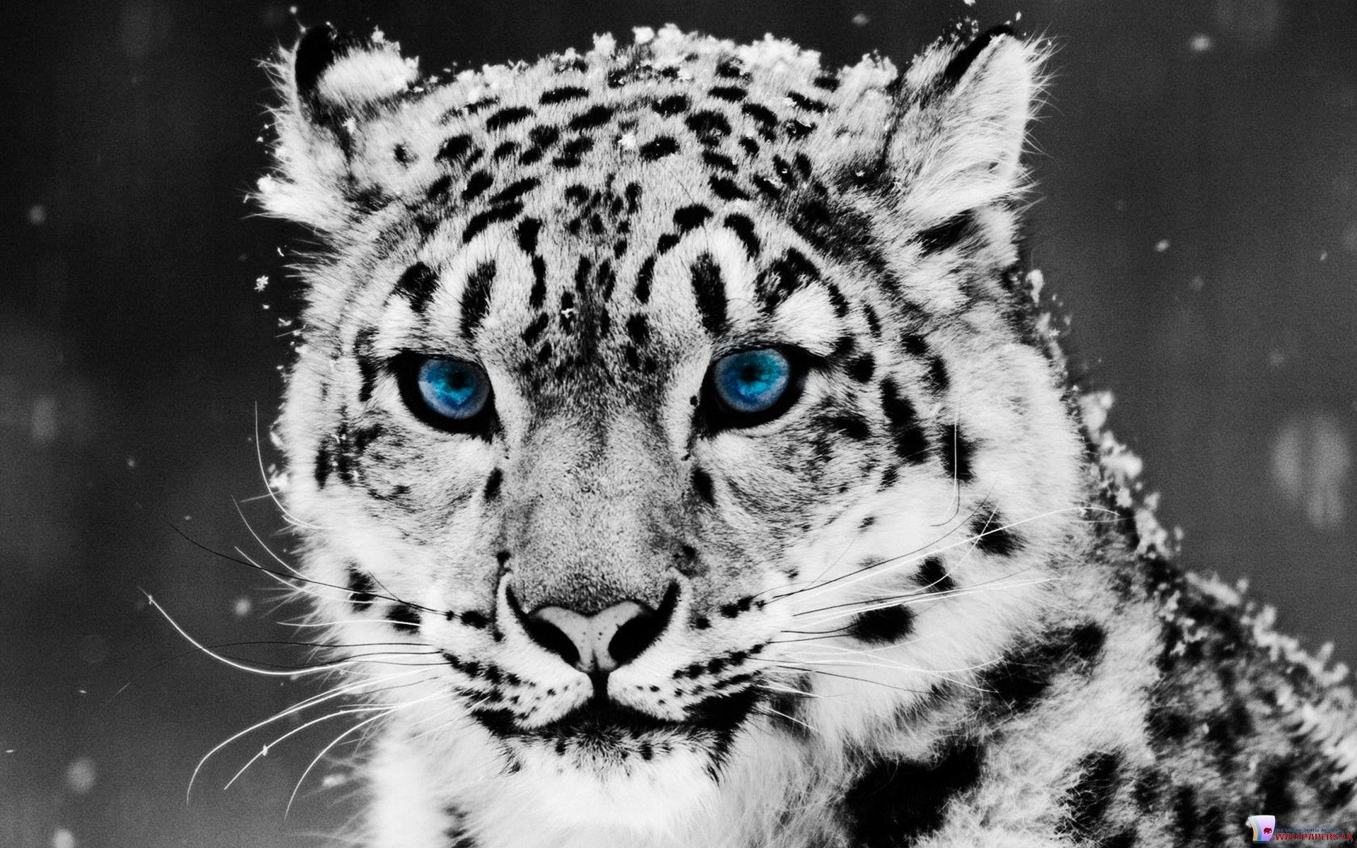 1920x1200 White Tiger HD Wallpaper Wallpaper Inn, Desktop