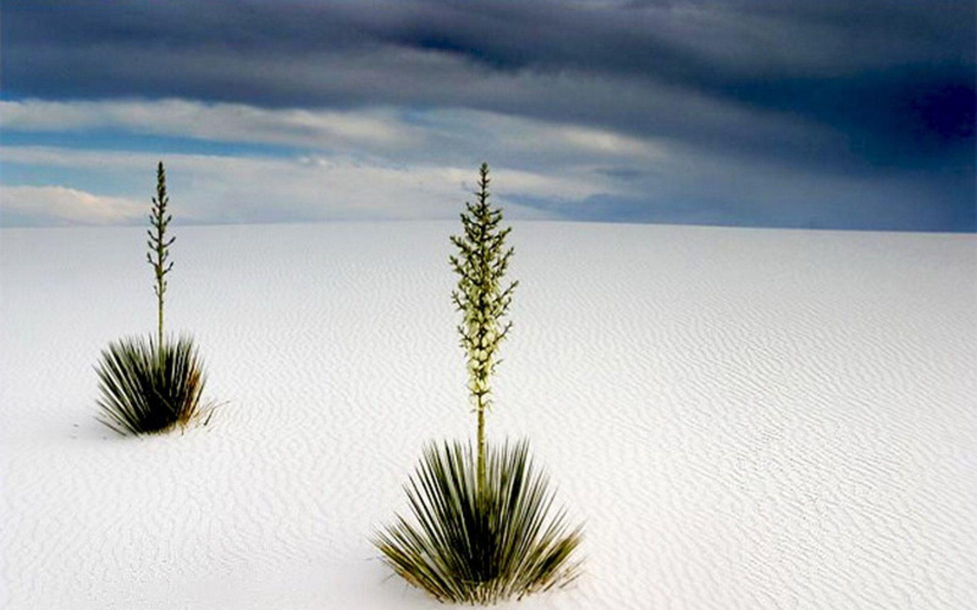 1920x1200 My '81 Gold Winghanging out at White Sands National Monument HD, Desktop