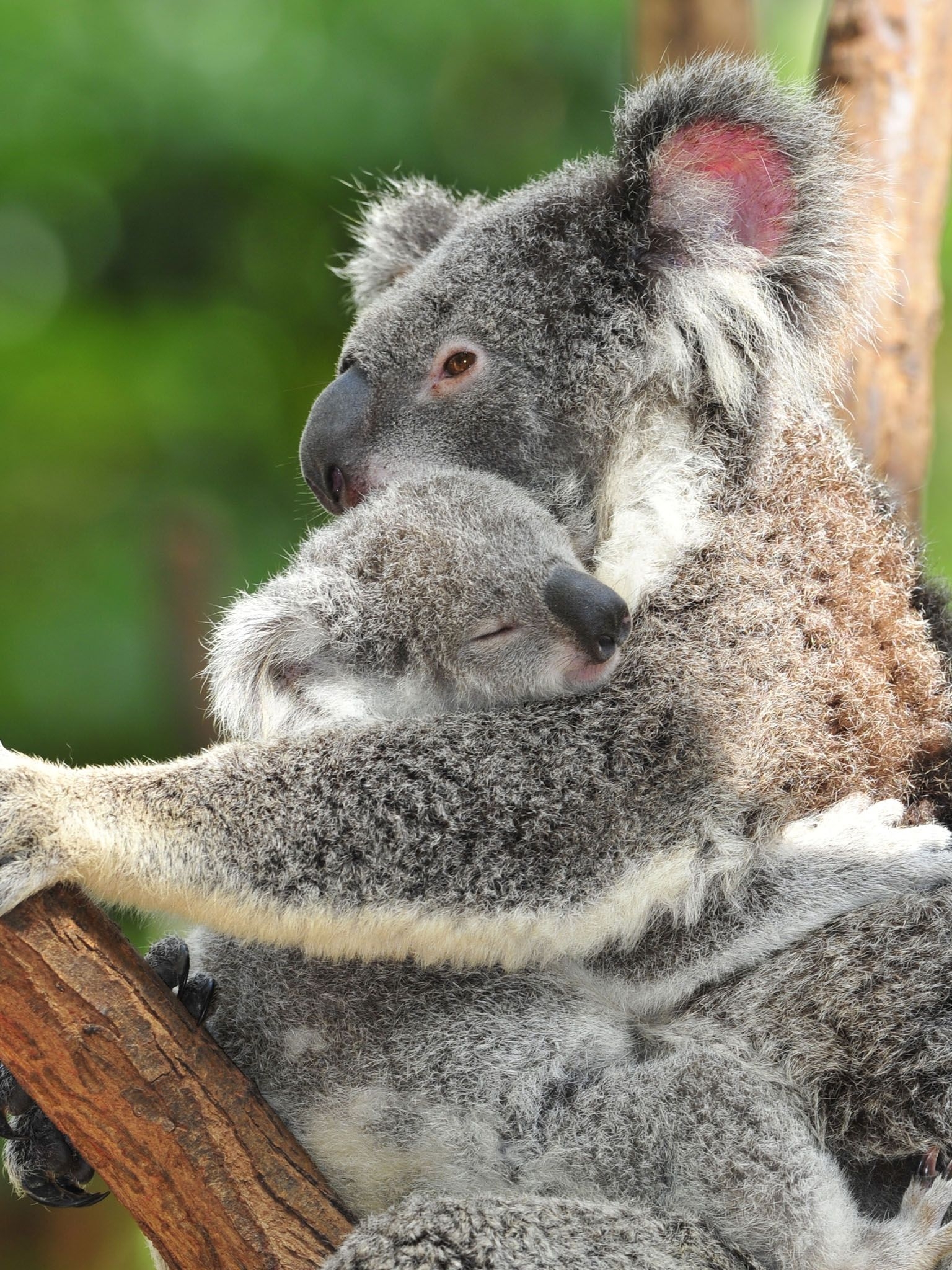 1540x2050 Free download iPod 3 wallpaper background Koala Bear Holds Onto Sleeping Baby [2048x2048] for your Desktop, Mobile & Tablet. Explore Baby Koala Wallpaper. Cute Baby Koala Wallpaper, Phone