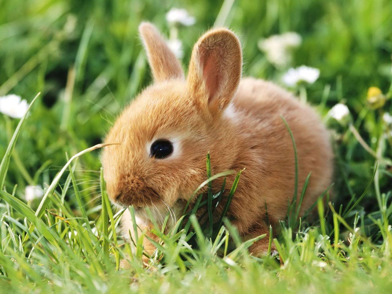 1280x960 Cute Baby Bunny Wallpaper Wallpaper (1561) ilikewalls, Desktop