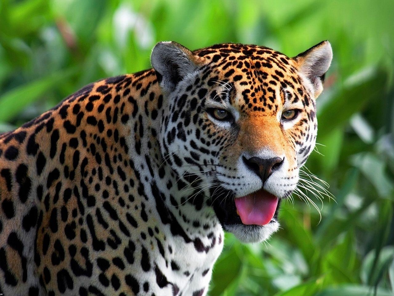 1280x960 Jaguar Guyana National Animal, Desktop