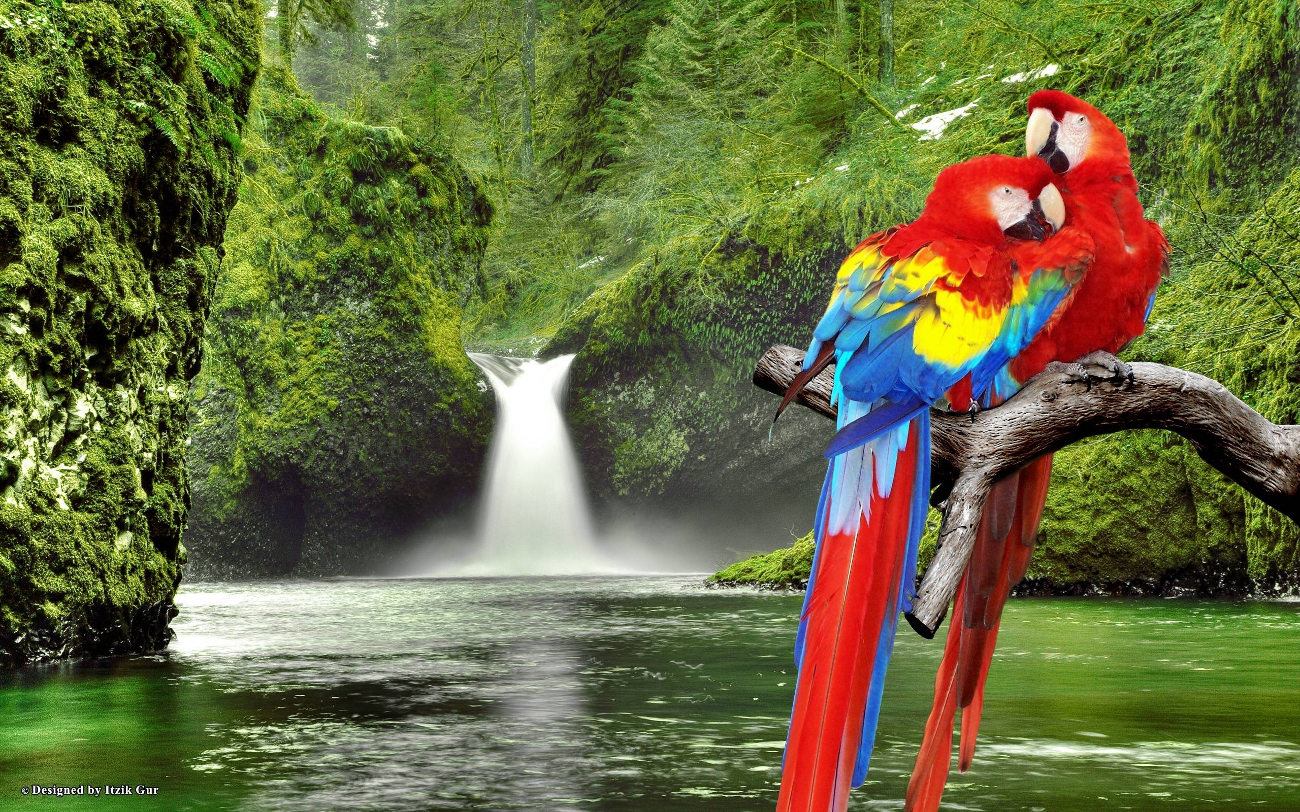 2560x1600 Macaw Parrots over Waterfall, Desktop and mobile wallpaper, Desktop