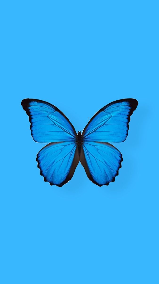 680x1200 Blue Butterfly, Phone