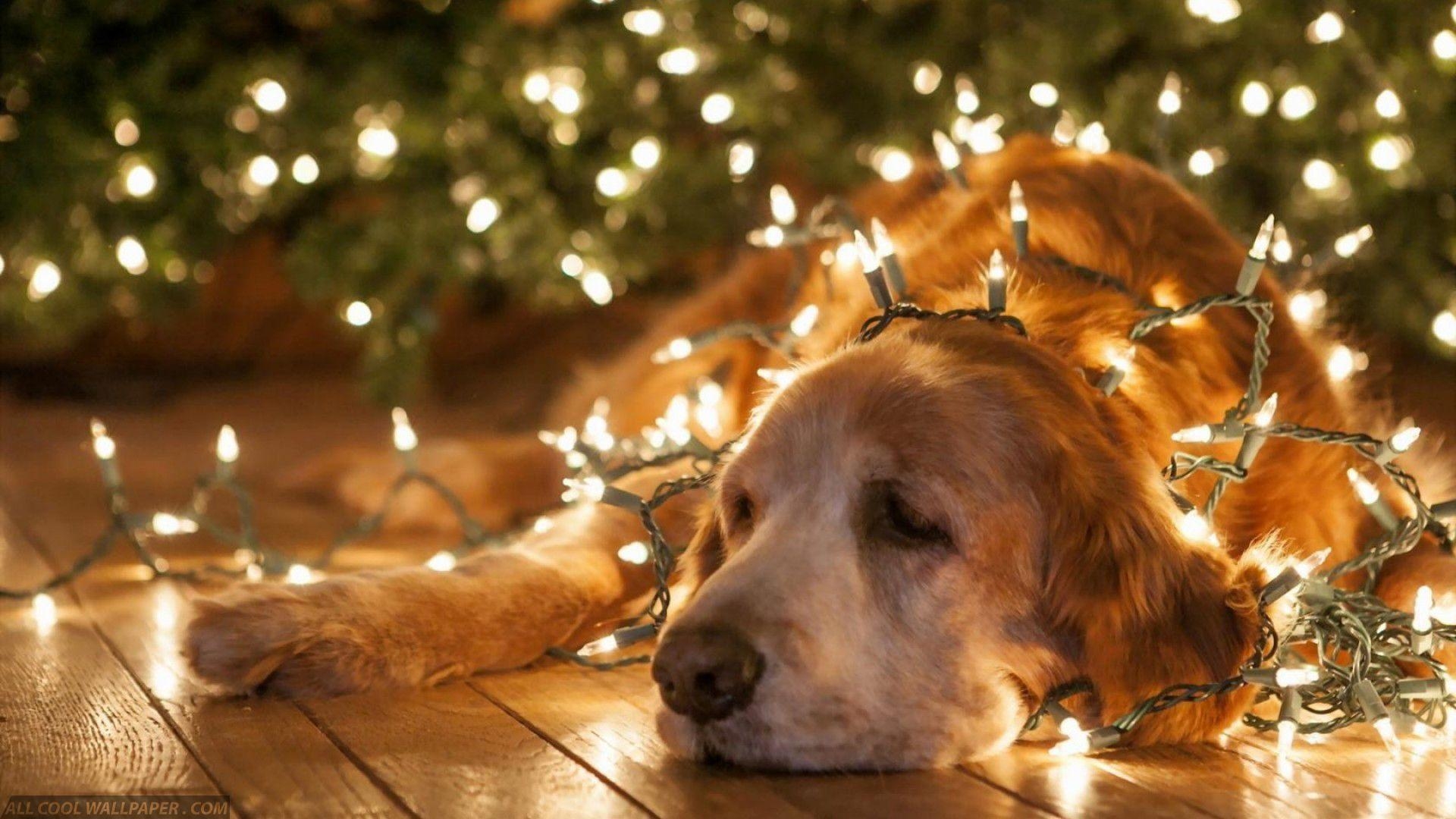 1920x1080 Dog In Christmas Lights Download HD Wallpaper, Desktop