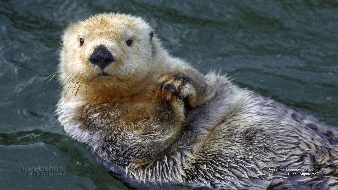 1280x720 Sea Otter Desktop Wallpaper. Wallpaper Full HD, Desktop