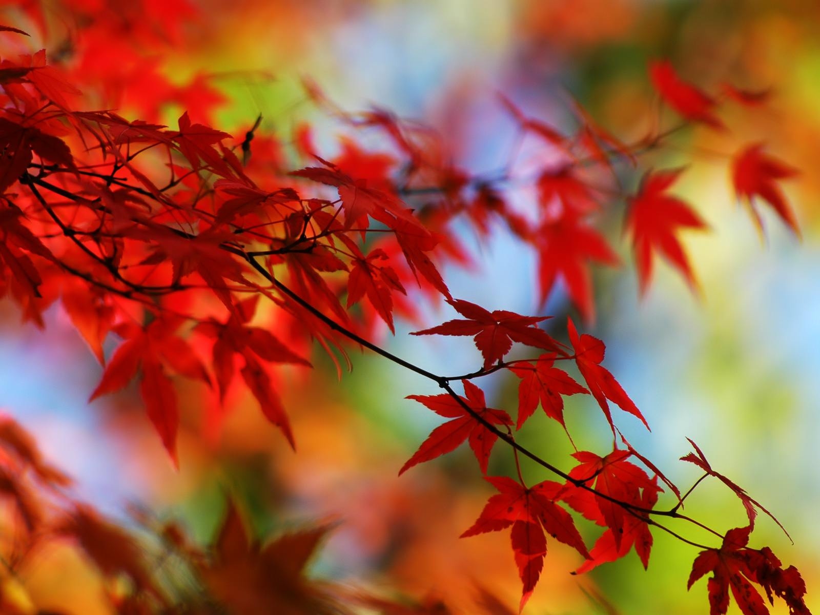 1600x1200 Red Leaves Desktop Wallpaper Picture Background, Desktop