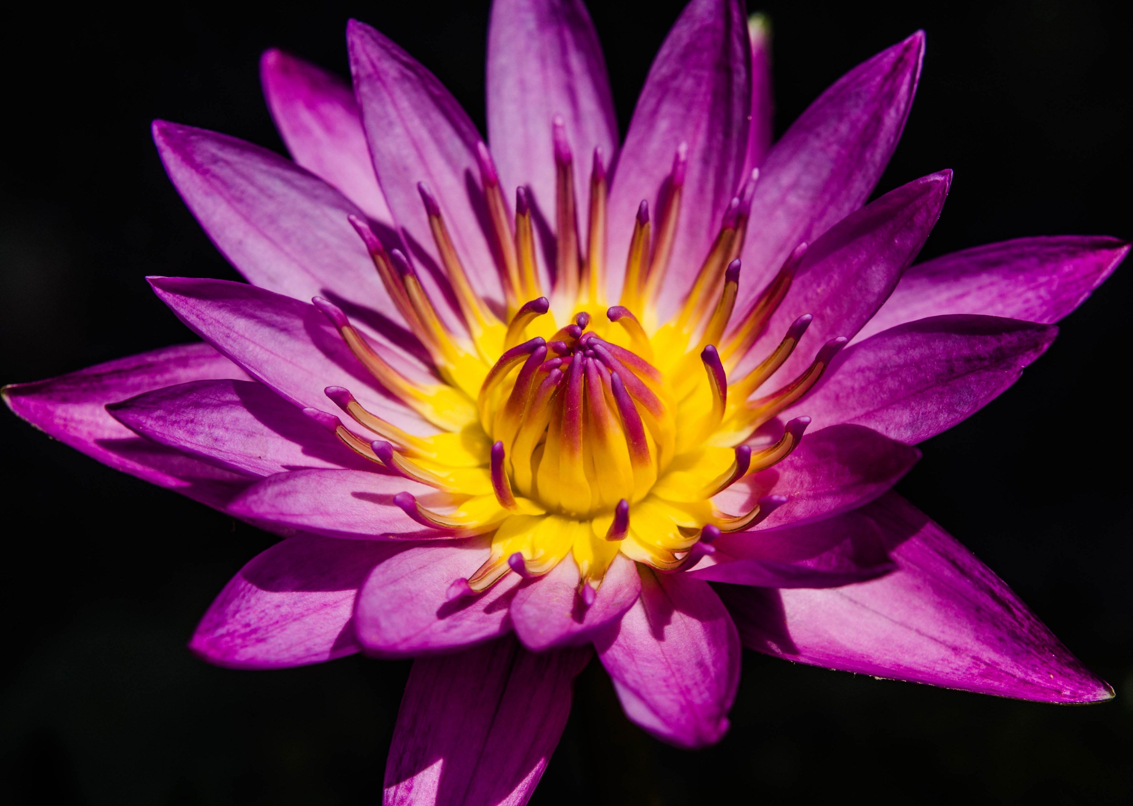 3840x2740 Wallpaper / water lily pretty purple water lily, Desktop