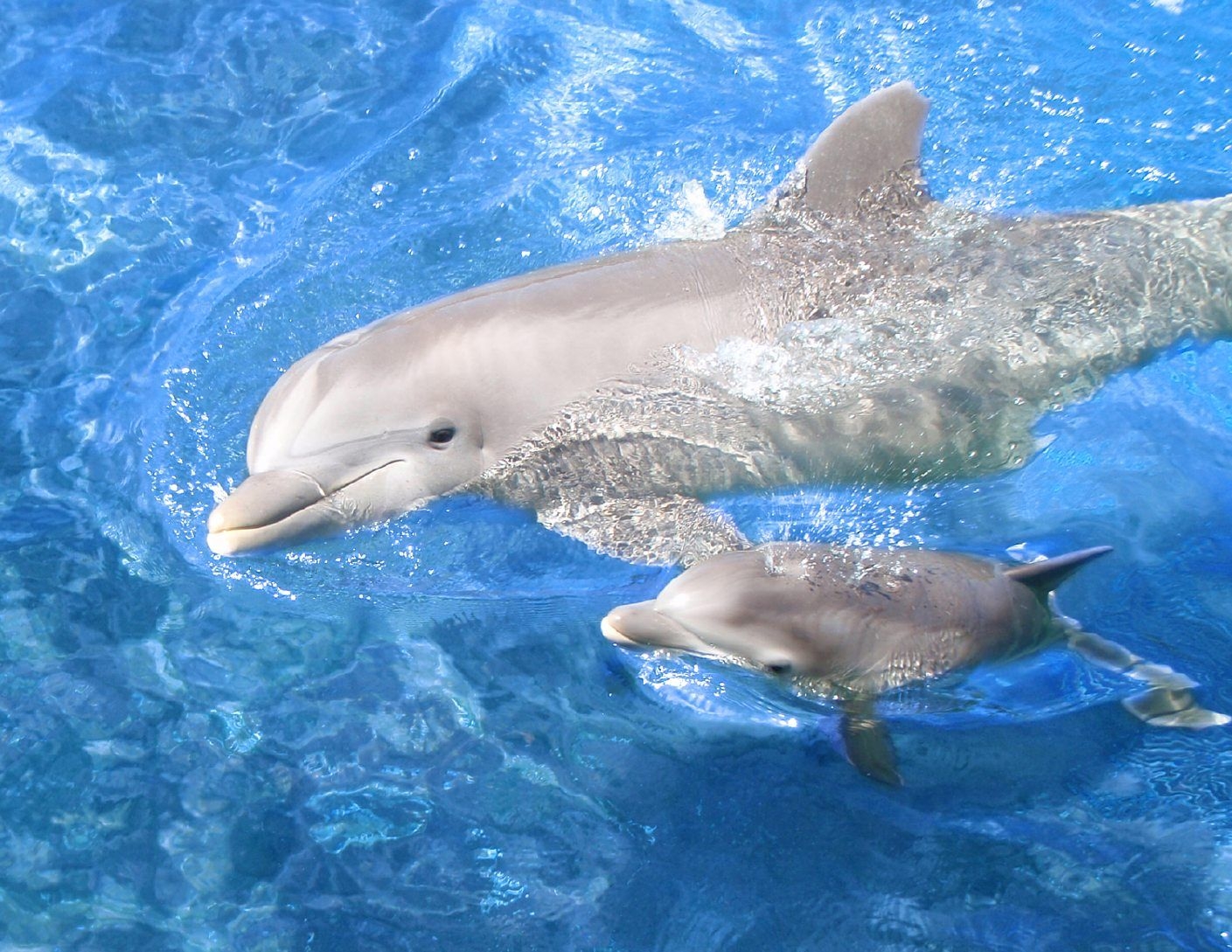 1410x1090 Cute Baby Dolphin HD Wallpaper, Desktop