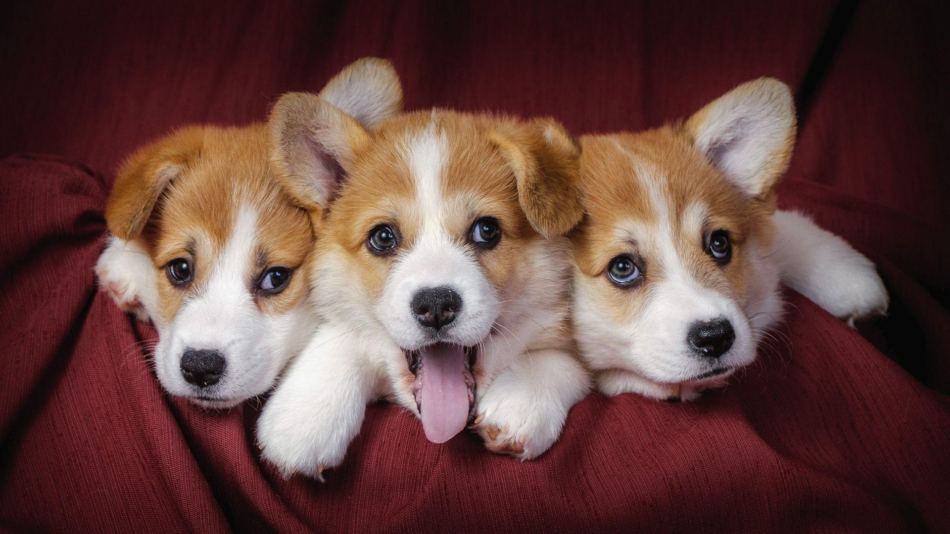 1920x1080 Cute Dog Wallpaper, Desktop