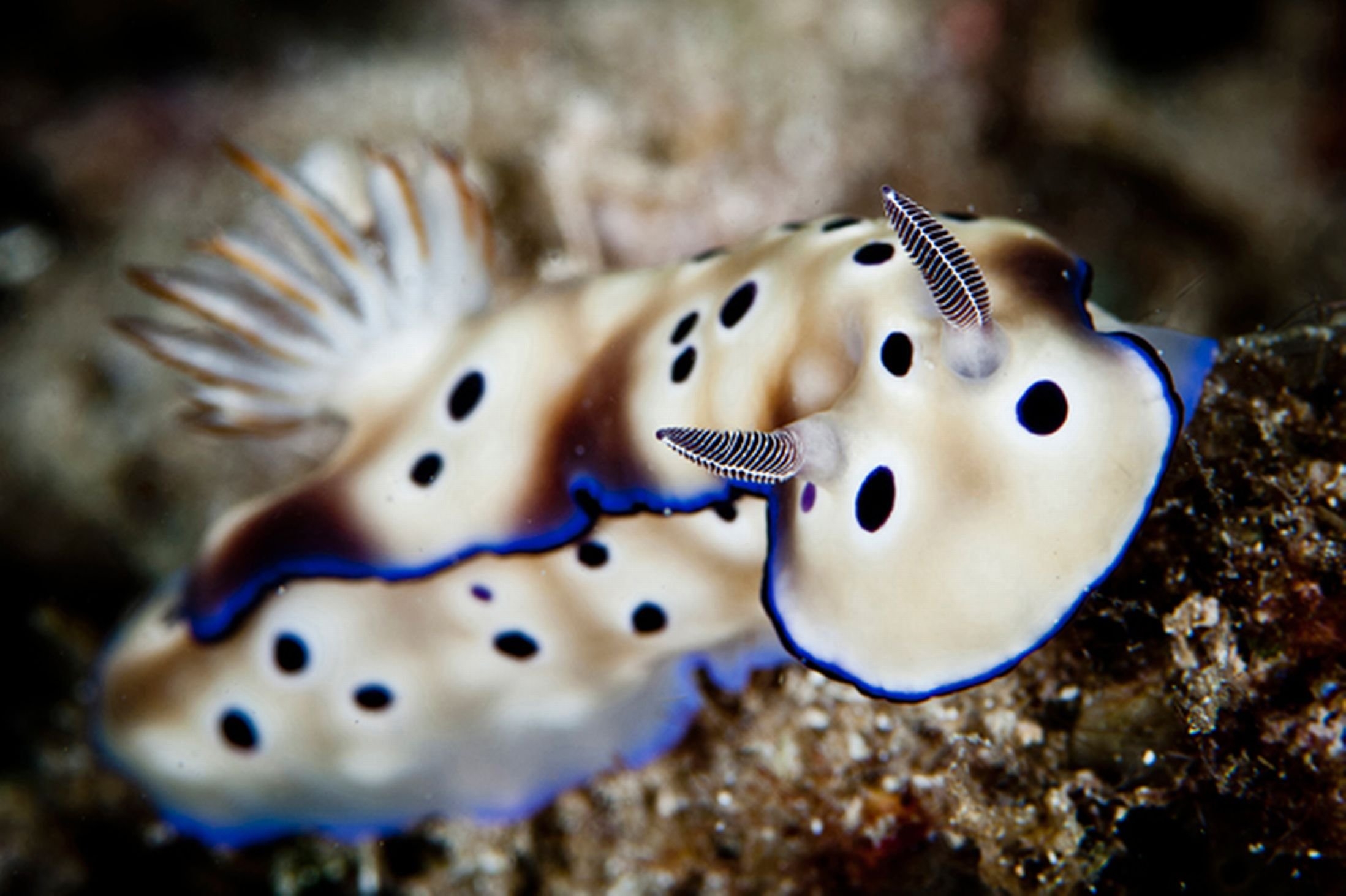 2200x1470 Sea Slug Wallpaper  82403, Desktop