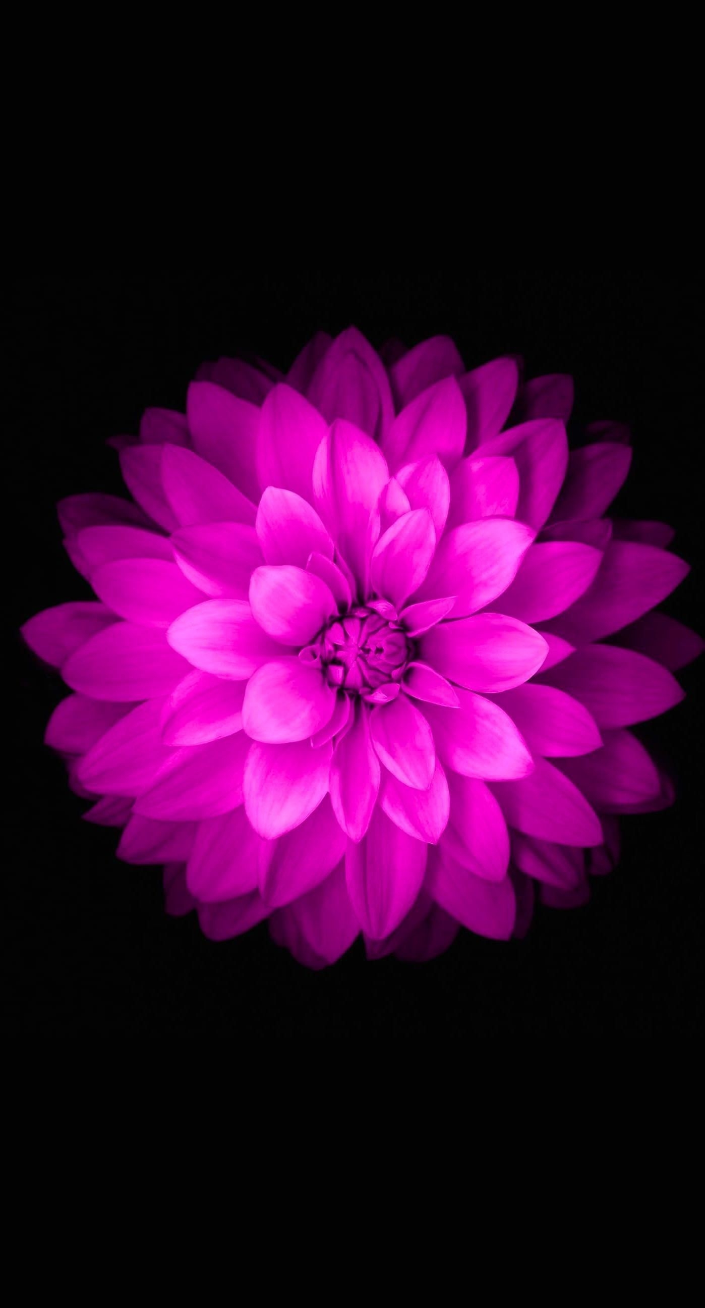 1400x2600 Purple Flower iPhone Wallpaper Free Purple Flower iPhone, Phone