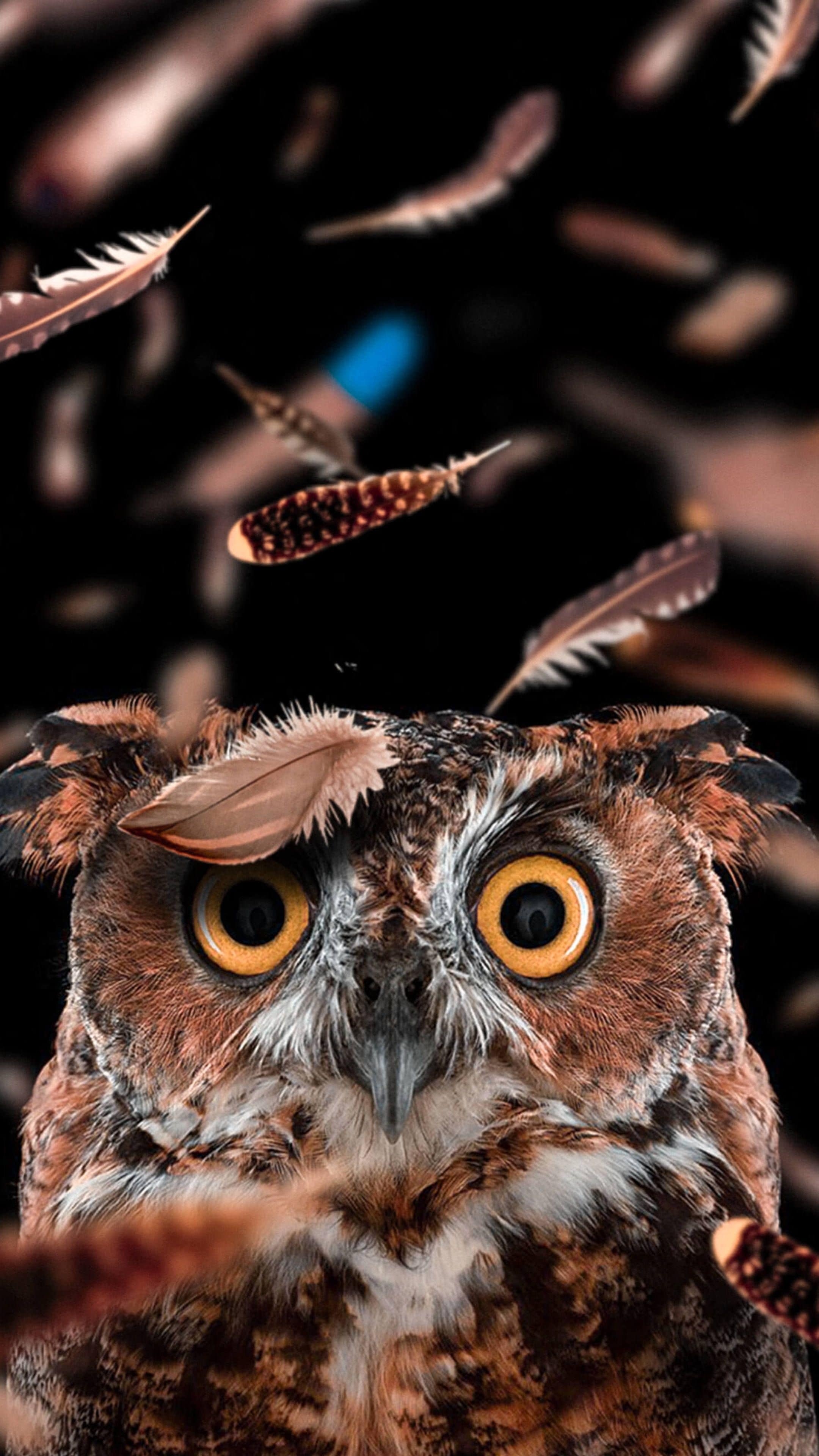 2160x3840 Owl Wallpaper iPhone Free HD Wallpaper, Phone