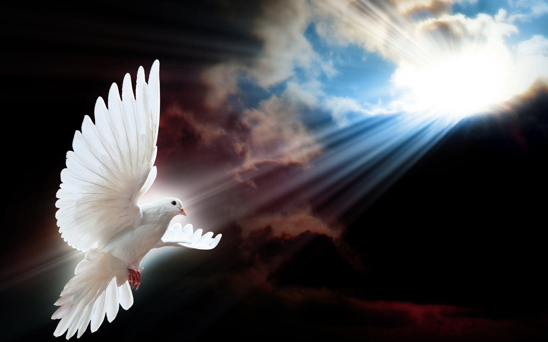 1920x1200 Dove HD Wallpaper and Background Image, Desktop