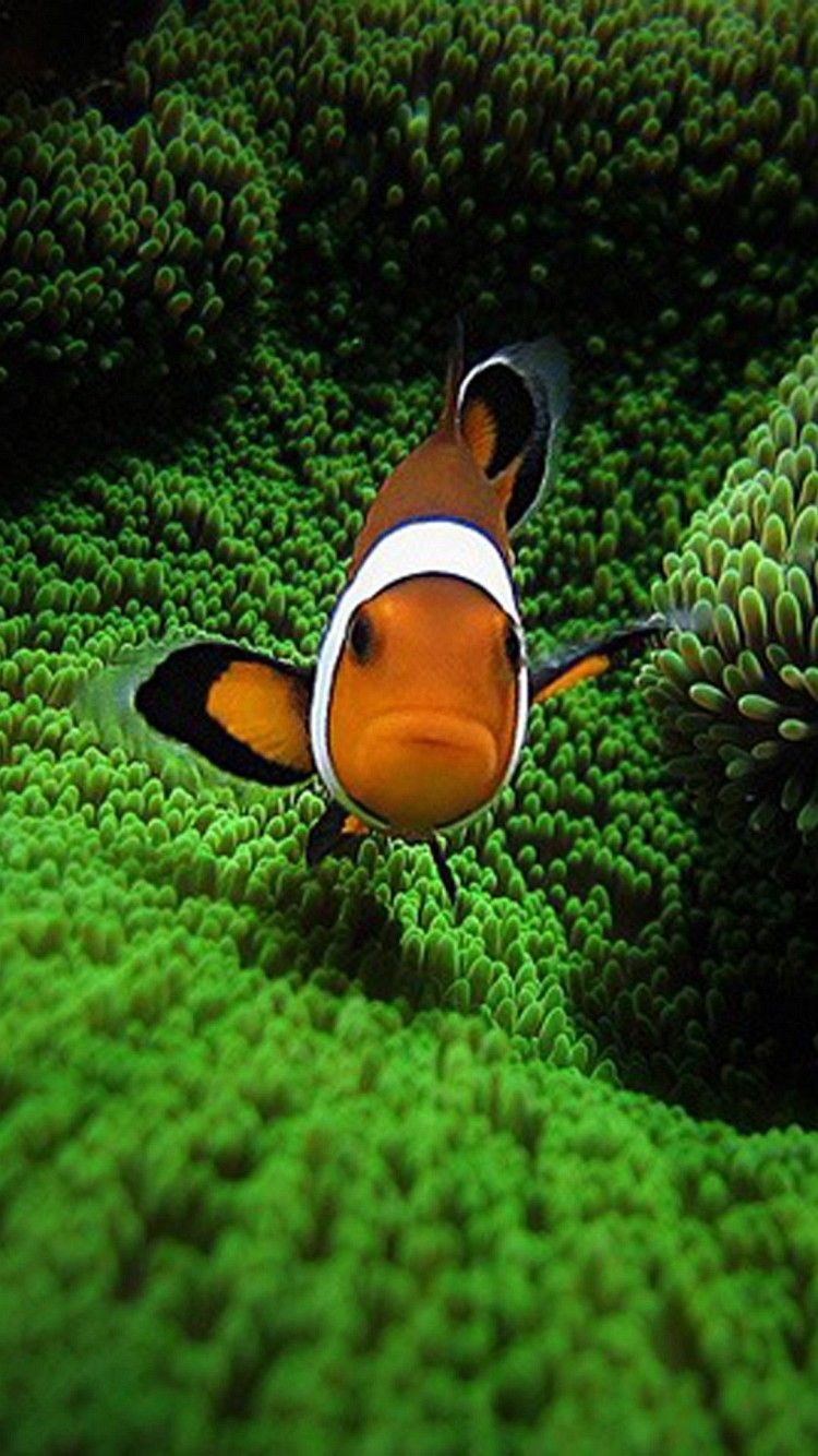 750x1340 Clown Fish iPhone Wallpaper. Free HD Background, Phone