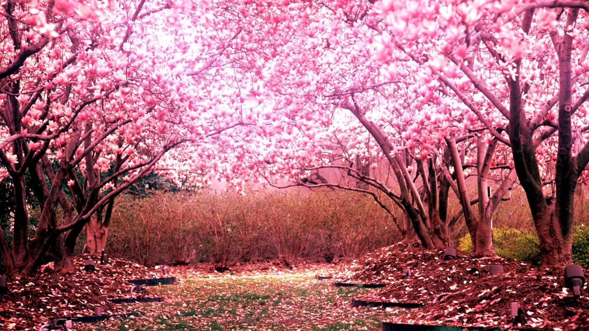 1920x1080 Cherry Blossom Tree Wallpaper HD, Desktop