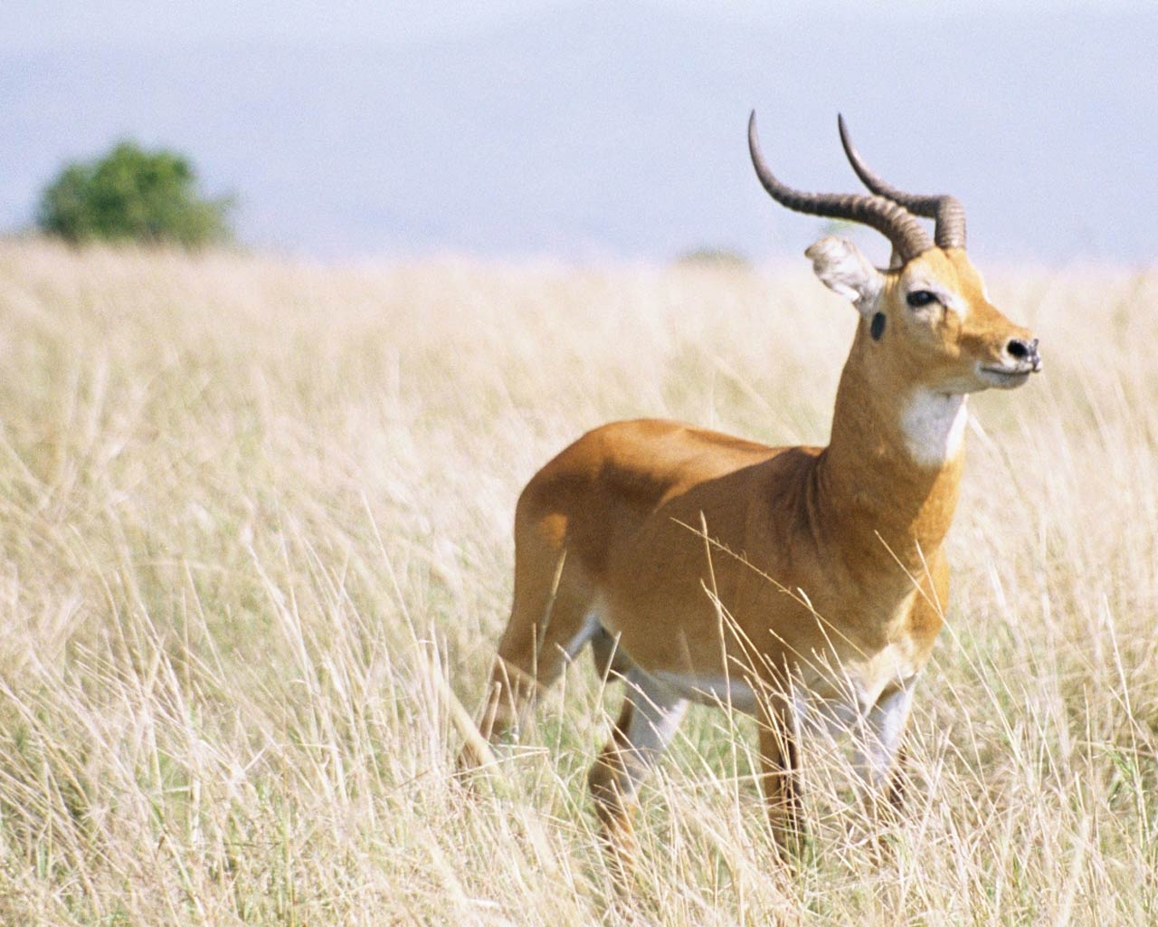 1280x1030 Free Uganda Kob Wallpaper, Desktop