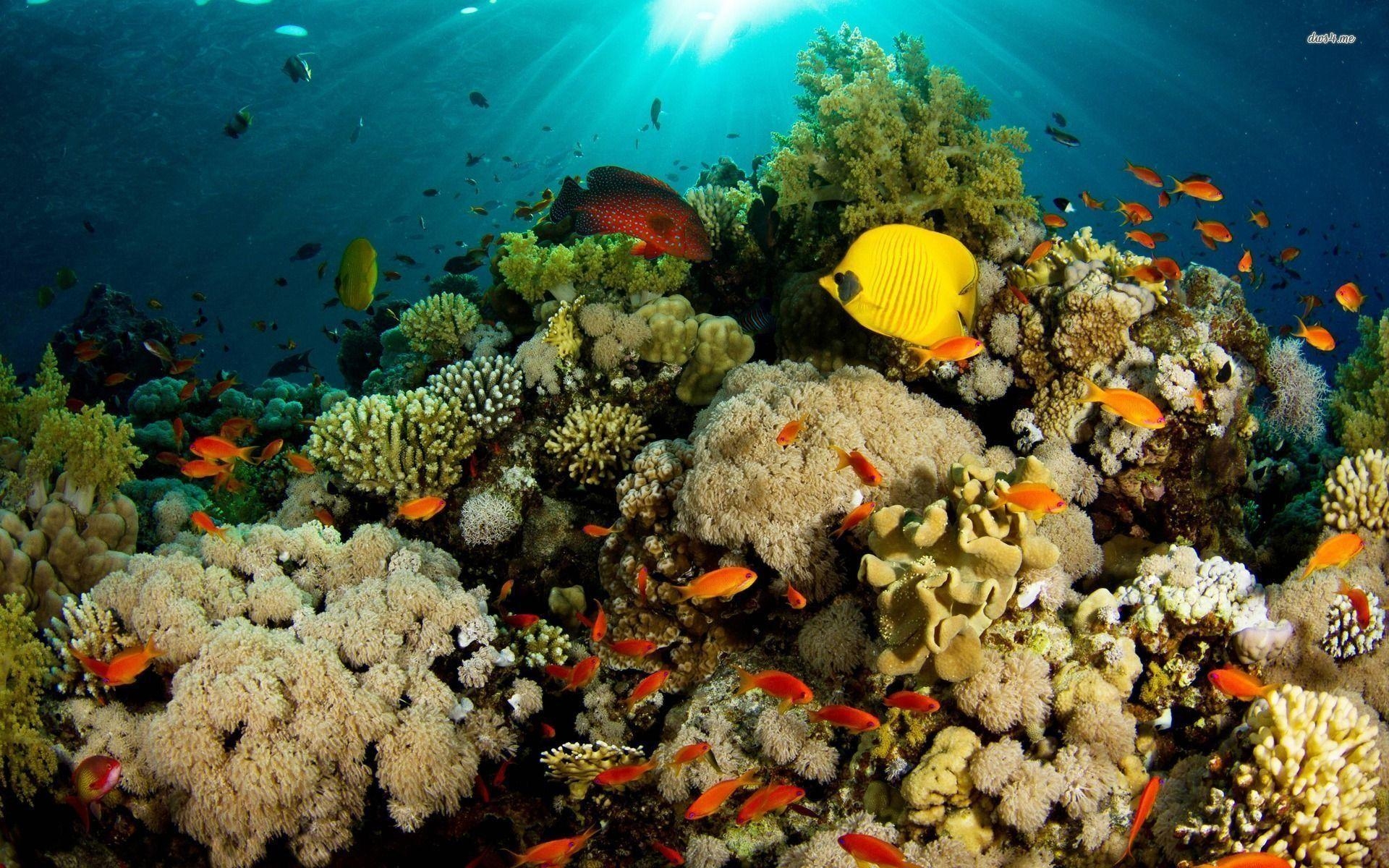 1920x1200 Tropical Fish Around The Coral Reef, Desktop
