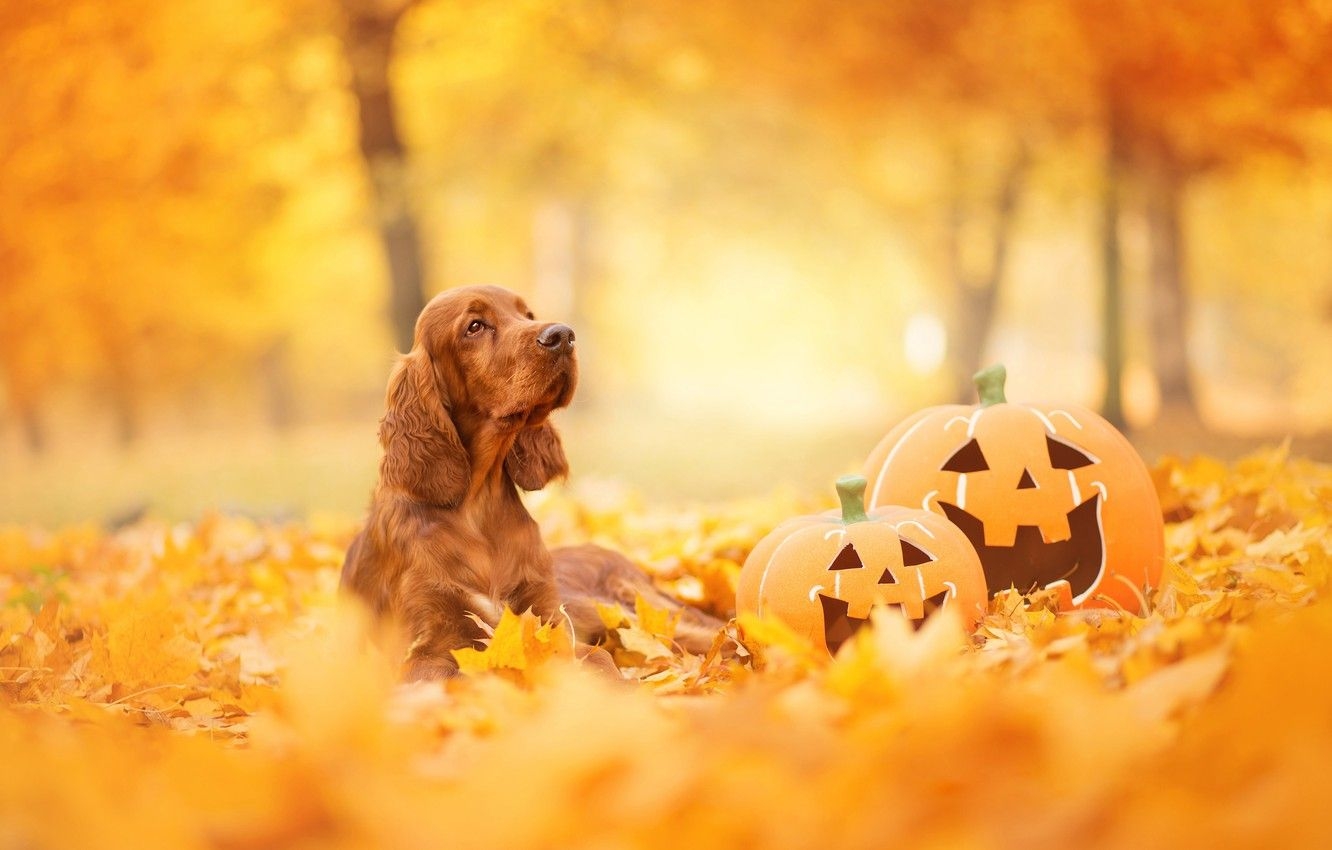 1340x850 Wallpaper autumn, look, face, leaves, Park, foliage, dog, pumpkin, lies, red, Halloween, English, yellow background, breed, faces, bokeh image for desktop, section собаки, Desktop