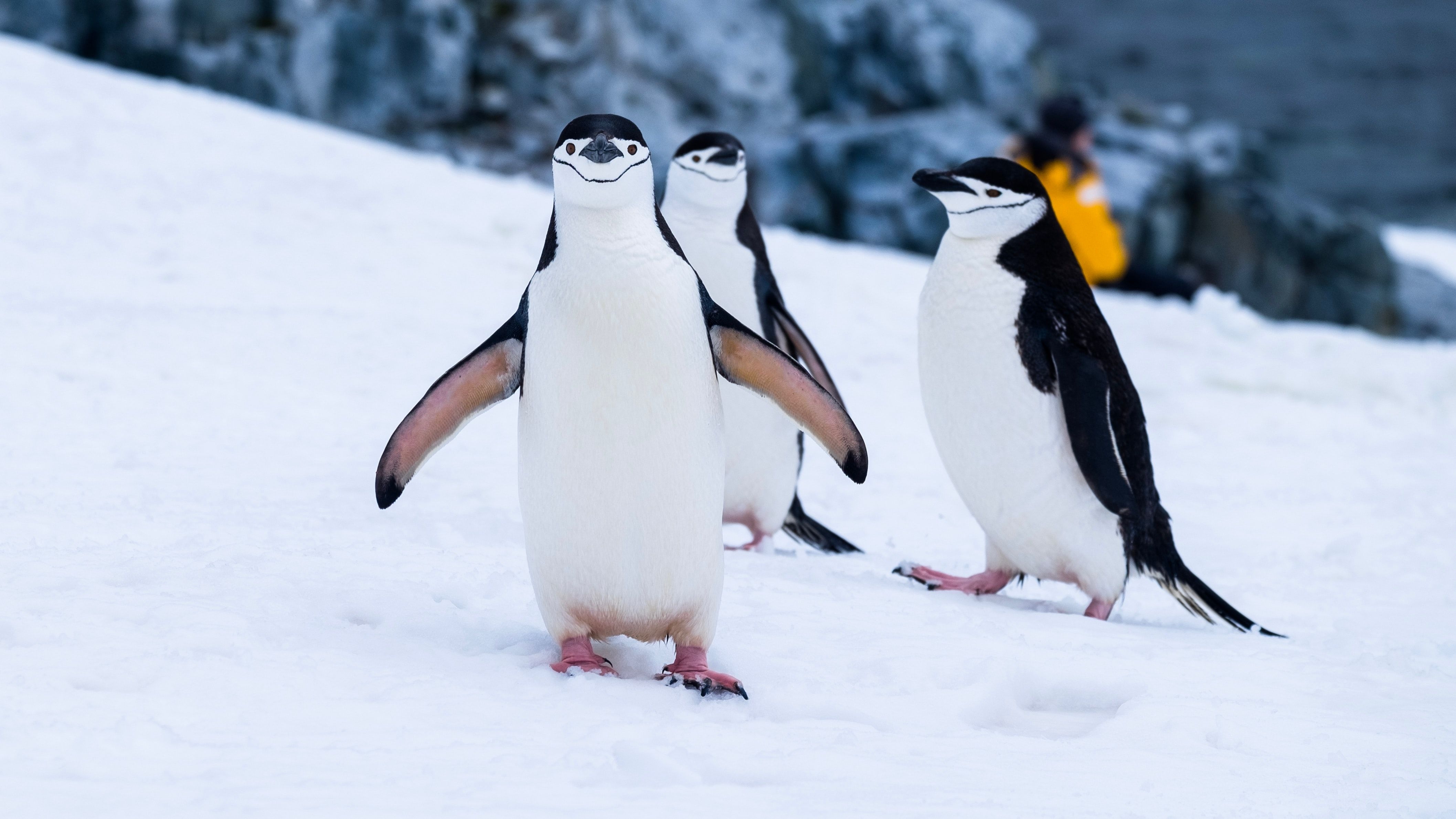 4240x2380 Best Penguin Picture [HD]. Download Free Image, Desktop