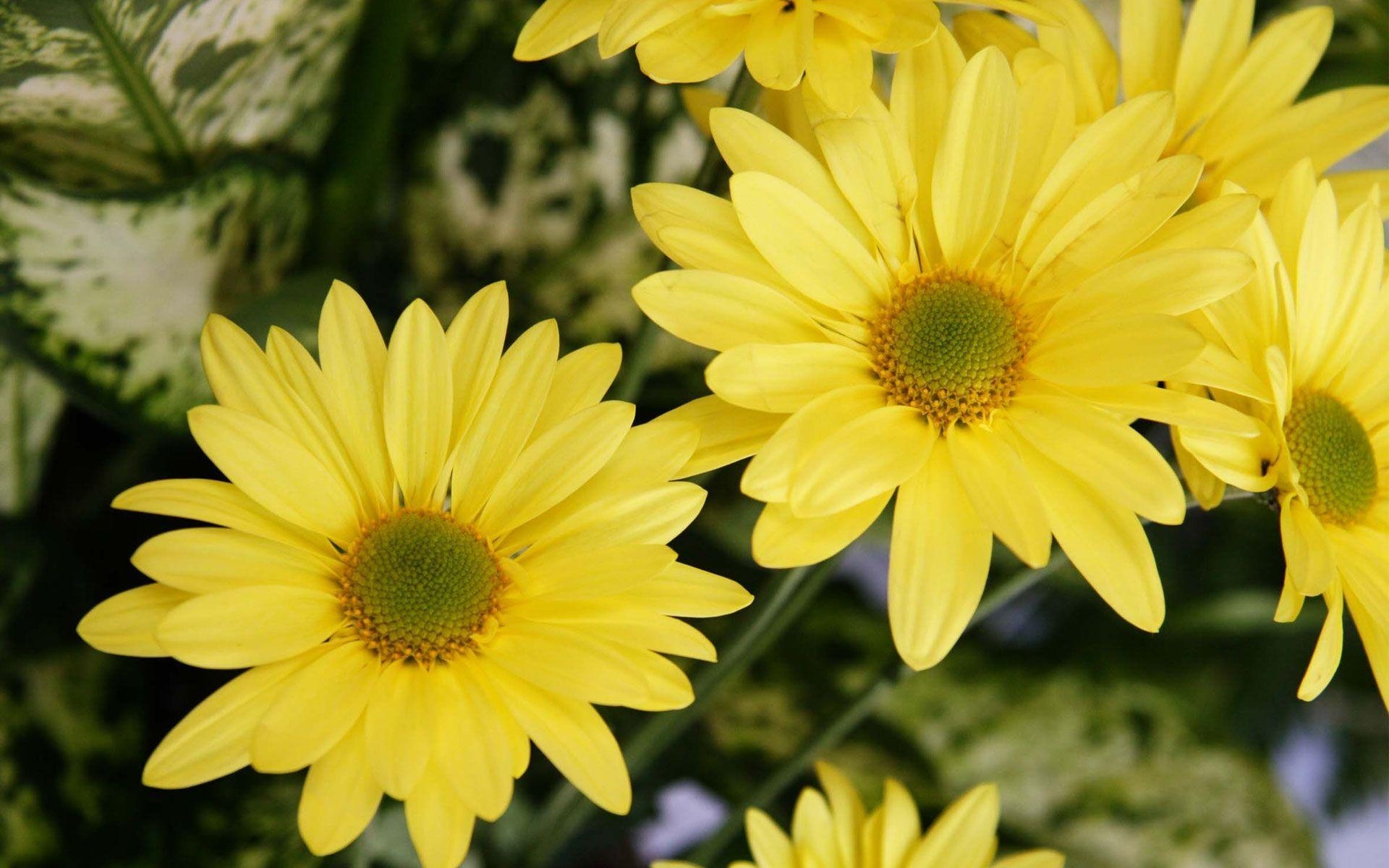 1920x1200 Yellow Color Flowers Wallpaper, Desktop