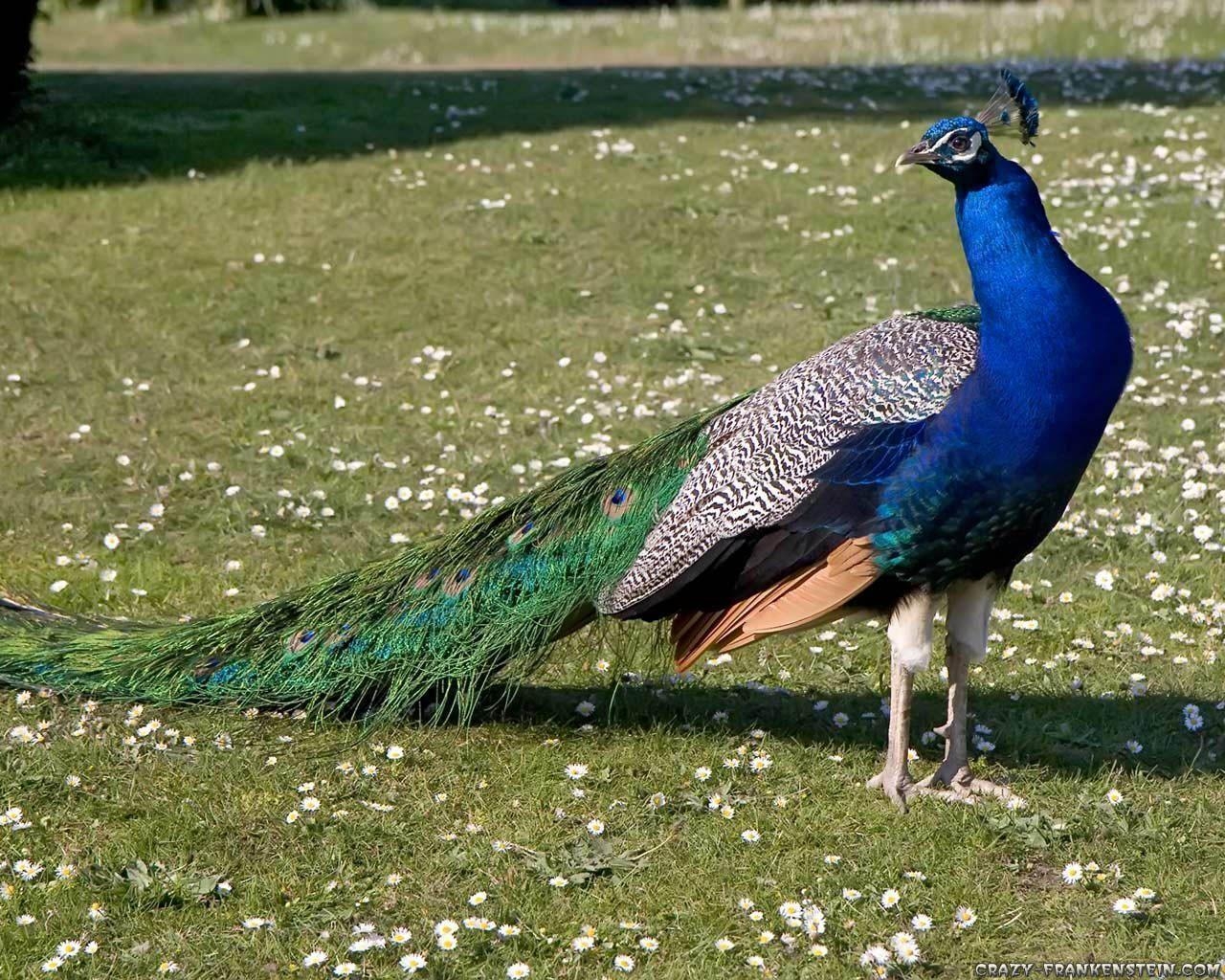 1280x1030 Most Beautiful And Sweet Peacock Wallpaper In HD, Desktop