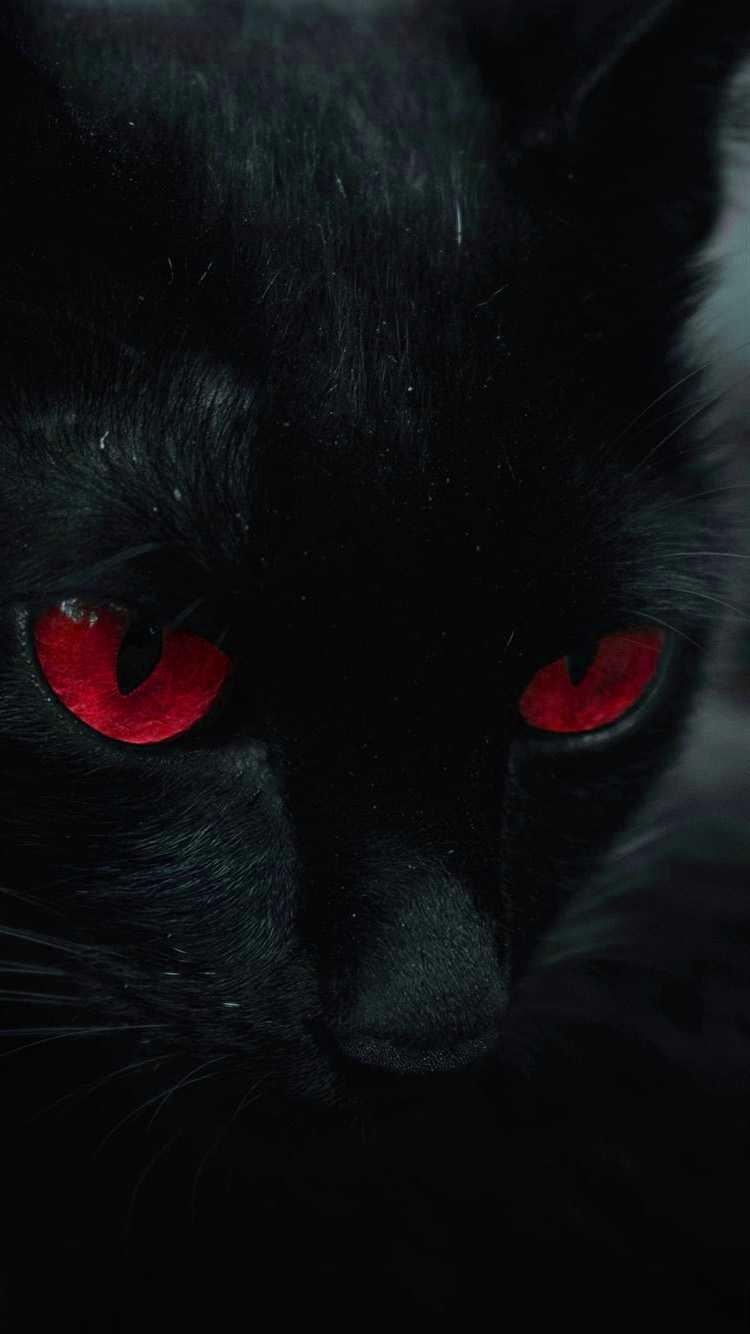 750x1340 Black Cat Wallpaper, Phone