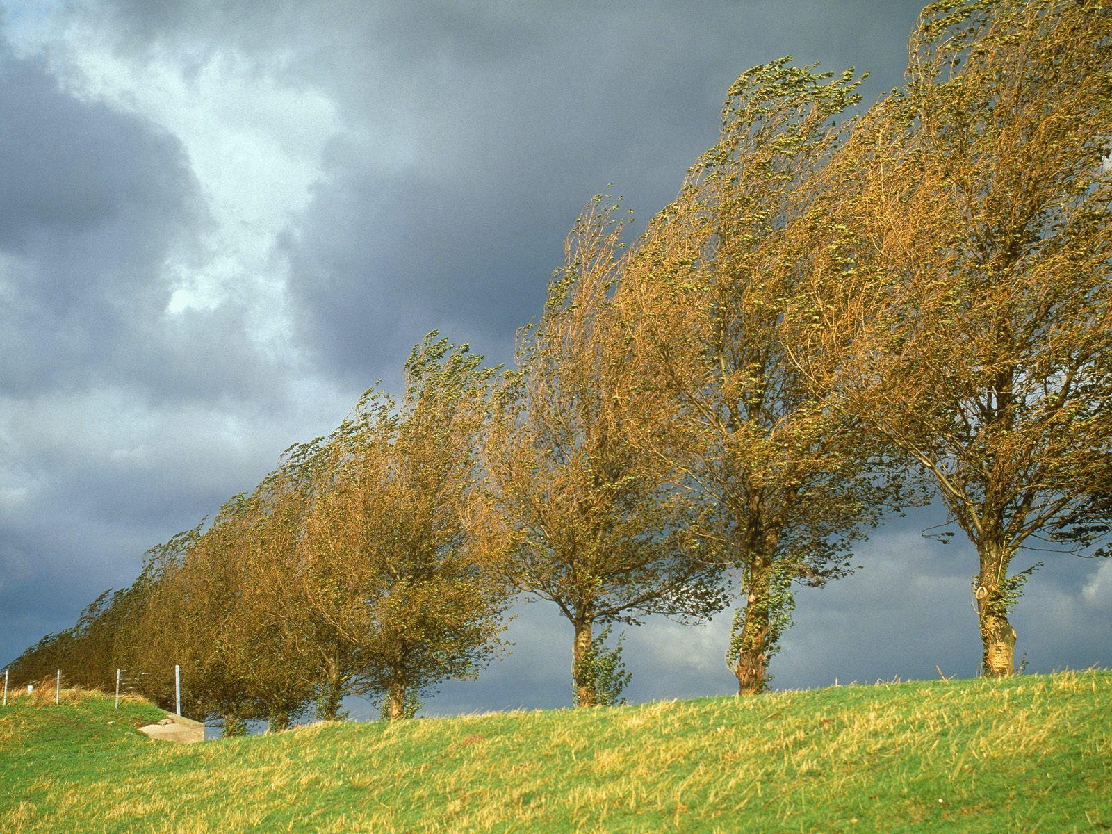 1600x1200 Poplars holland the netherlands Wallpaper, Desktop