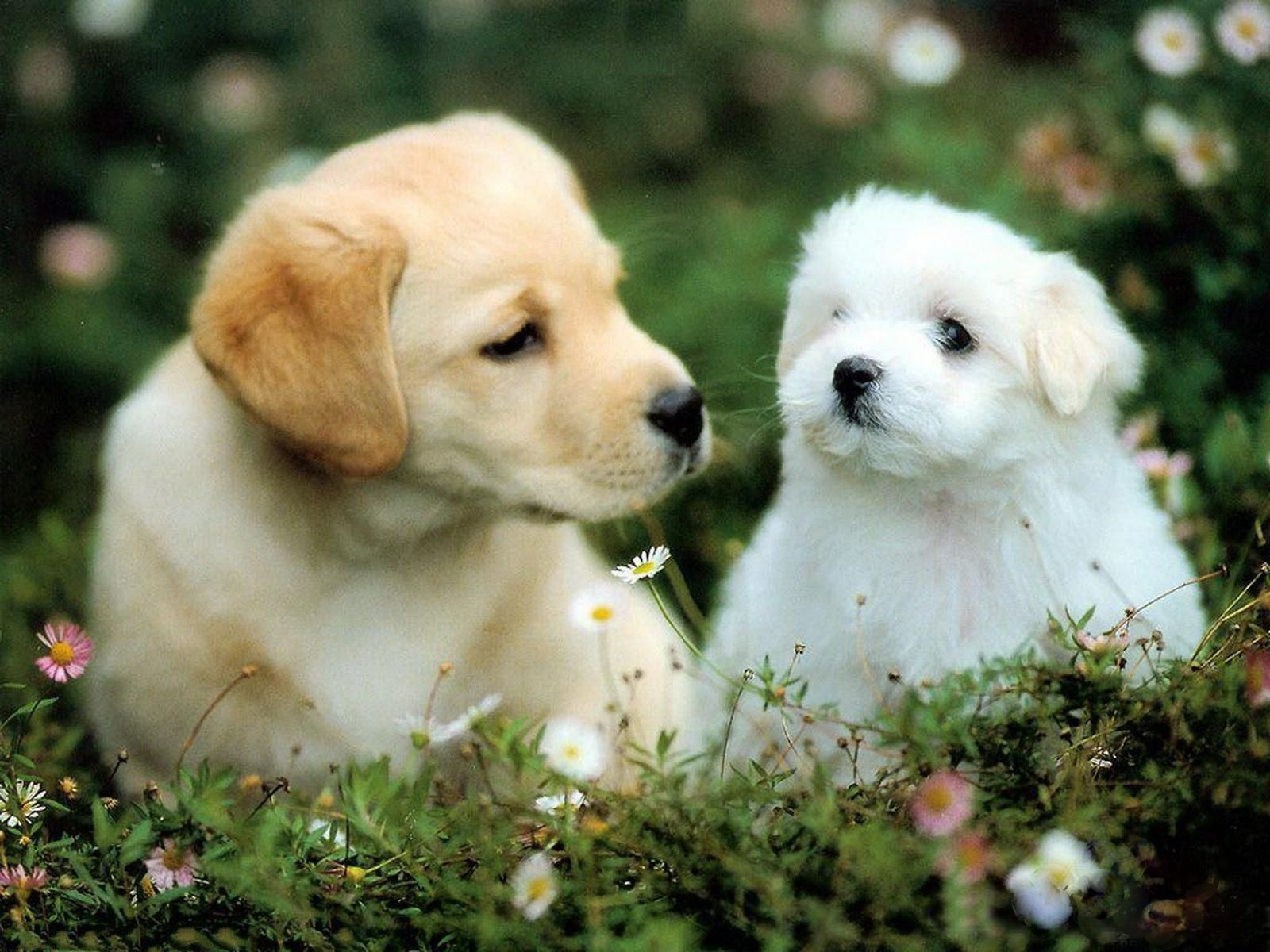 1600x1200 Cute Puppy HD Wallpaper, Desktop