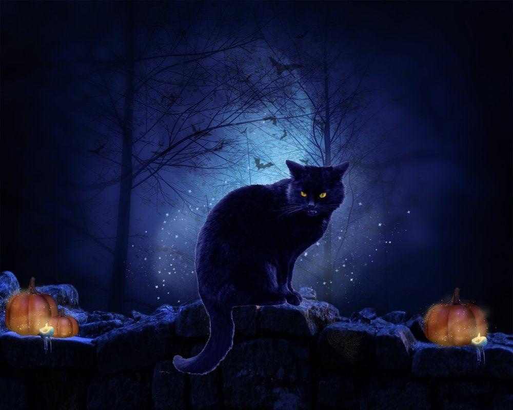 1000x800 Cat Wallpaper Devianart, Desktop