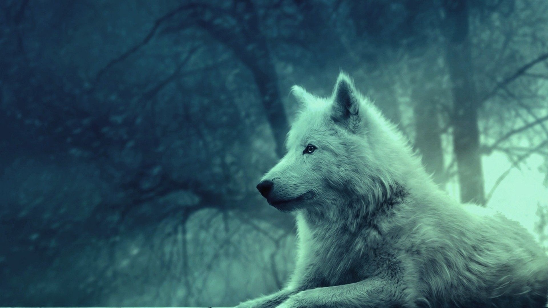 1920x1080 Wolf Wallpaper, Desktop