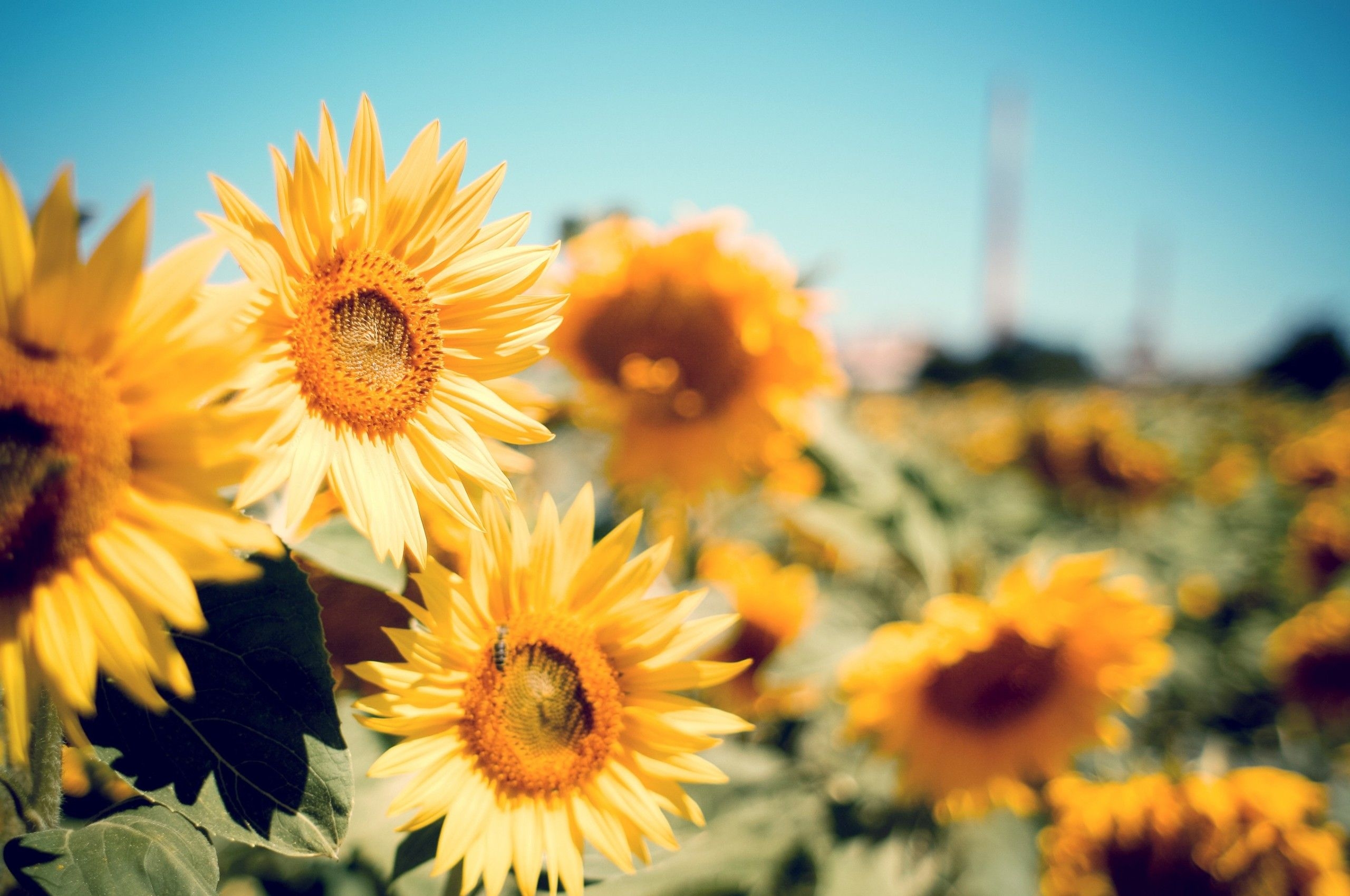 2560x1700 Sunflower Wallpaper ChromebookD Android Wallpaper, Desktop