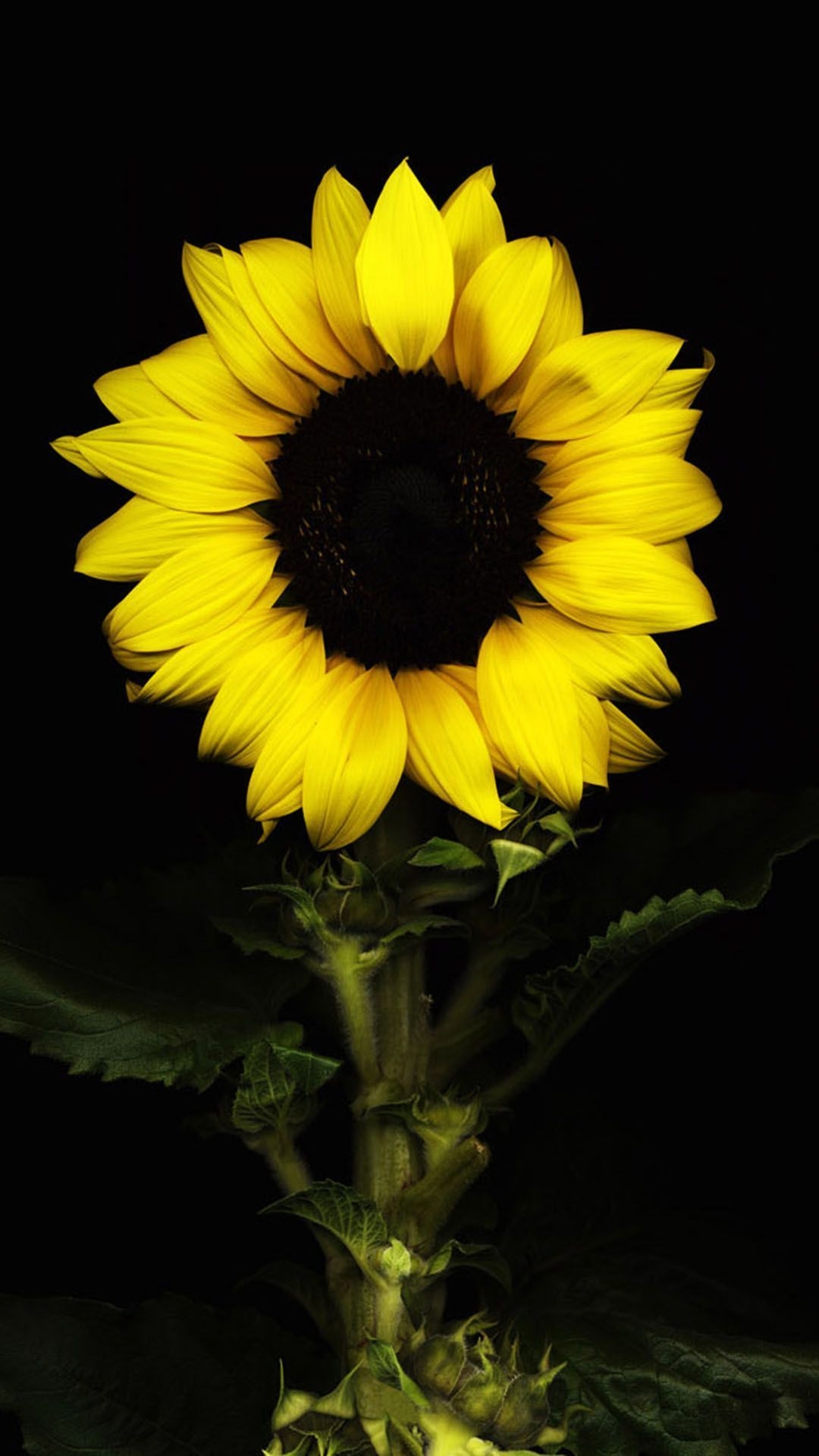 1080x1920 Black Sunflower Wallpaper Free Black Sunflower Background, Phone