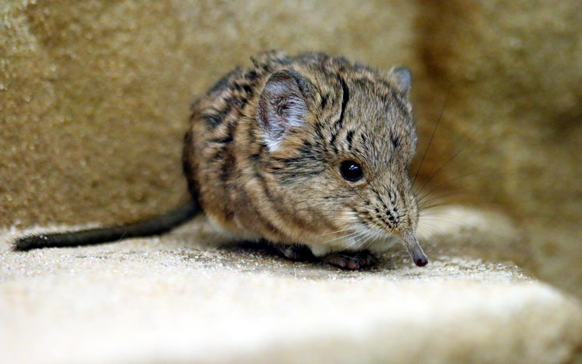 1920x1200 Facts About Elephant Shrew: Food, Environment, and Life, Desktop