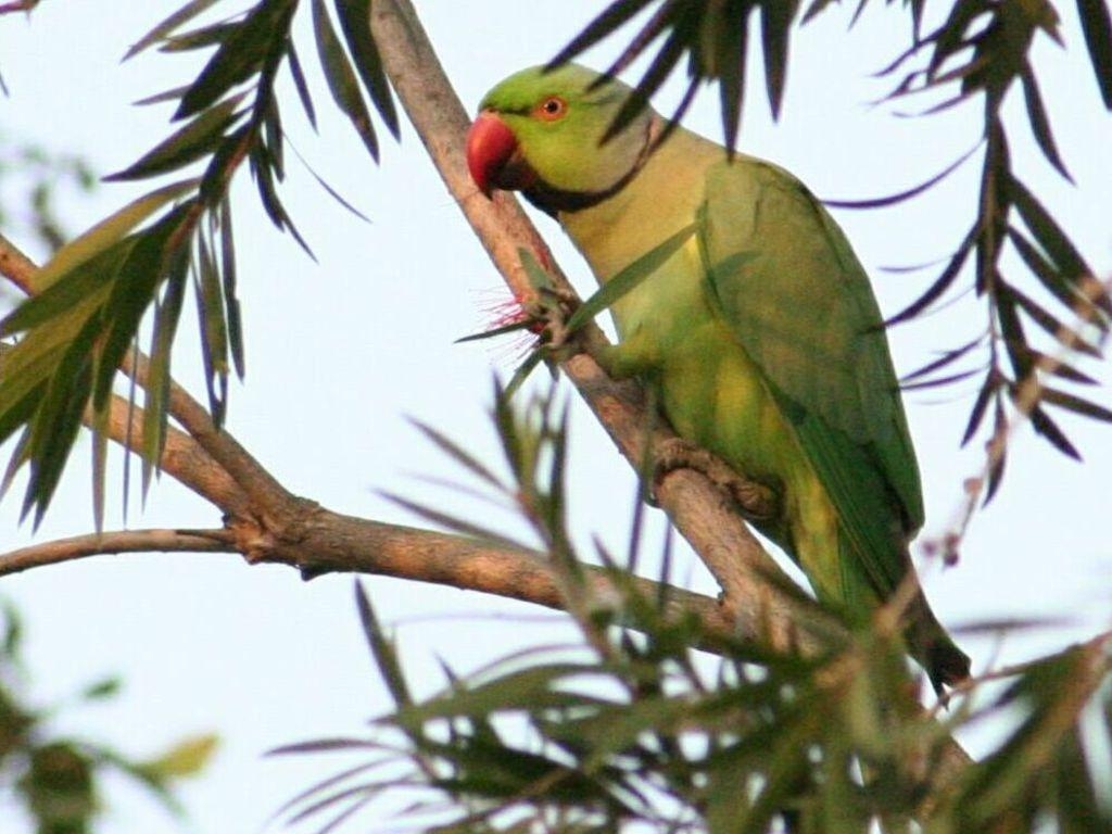 1030x770 beautiful green parrots wallpaper, Desktop