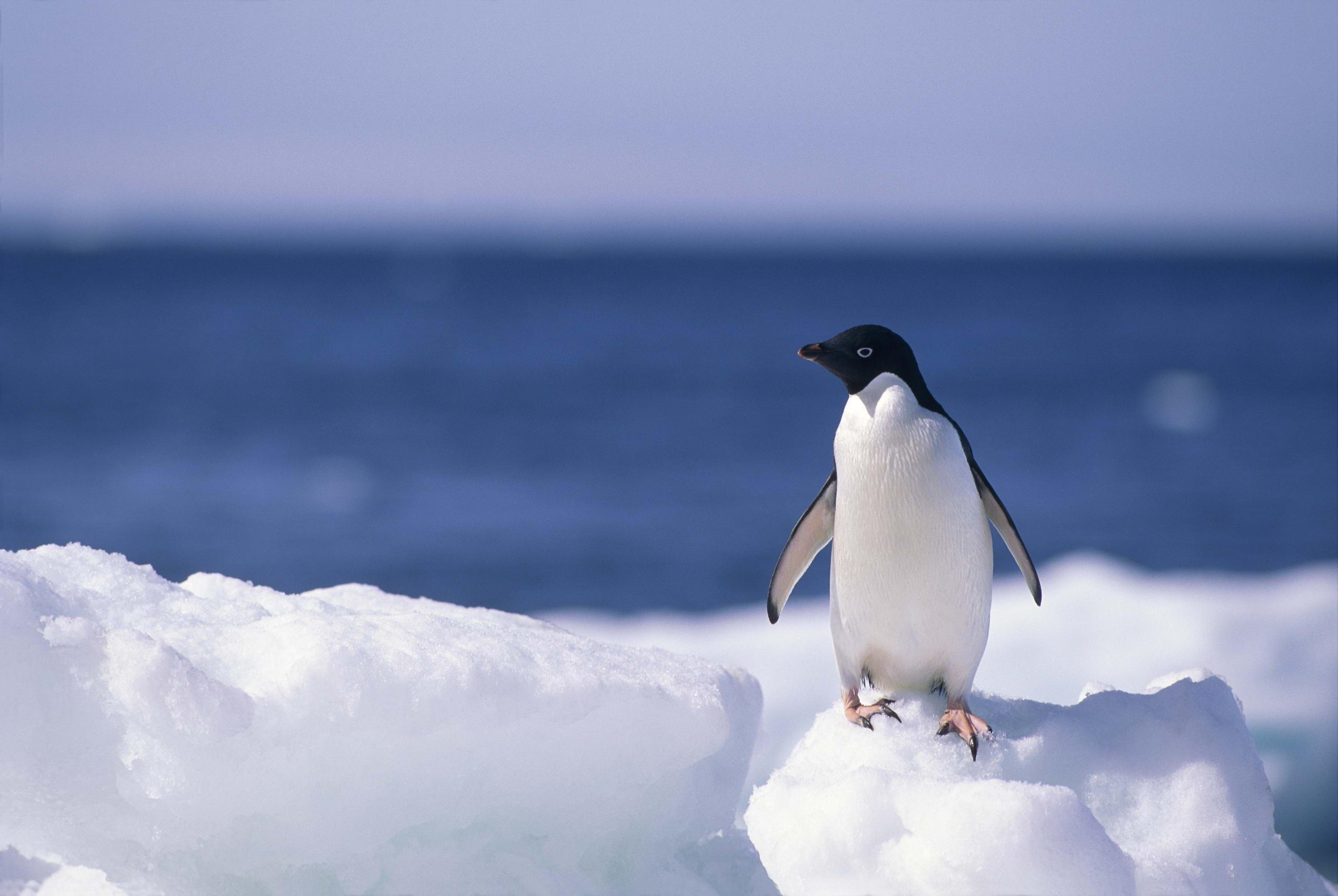 2560x1720 Penguin HD Wallpaper, Desktop